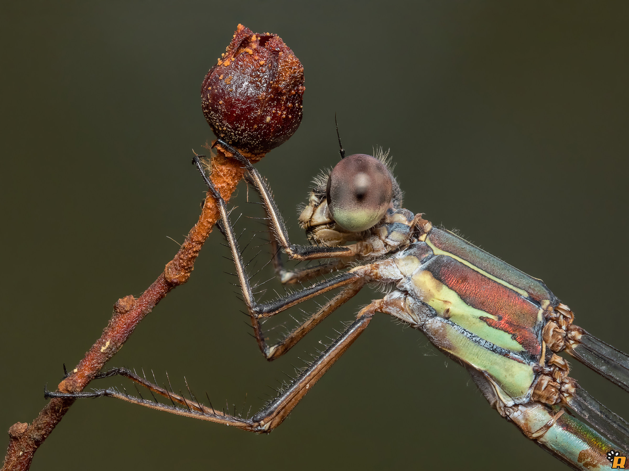 Chalcolestes viridis in November
