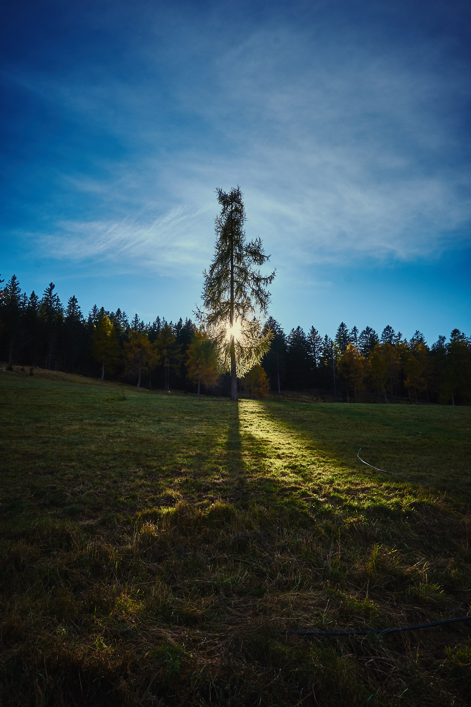 The tree and the sun