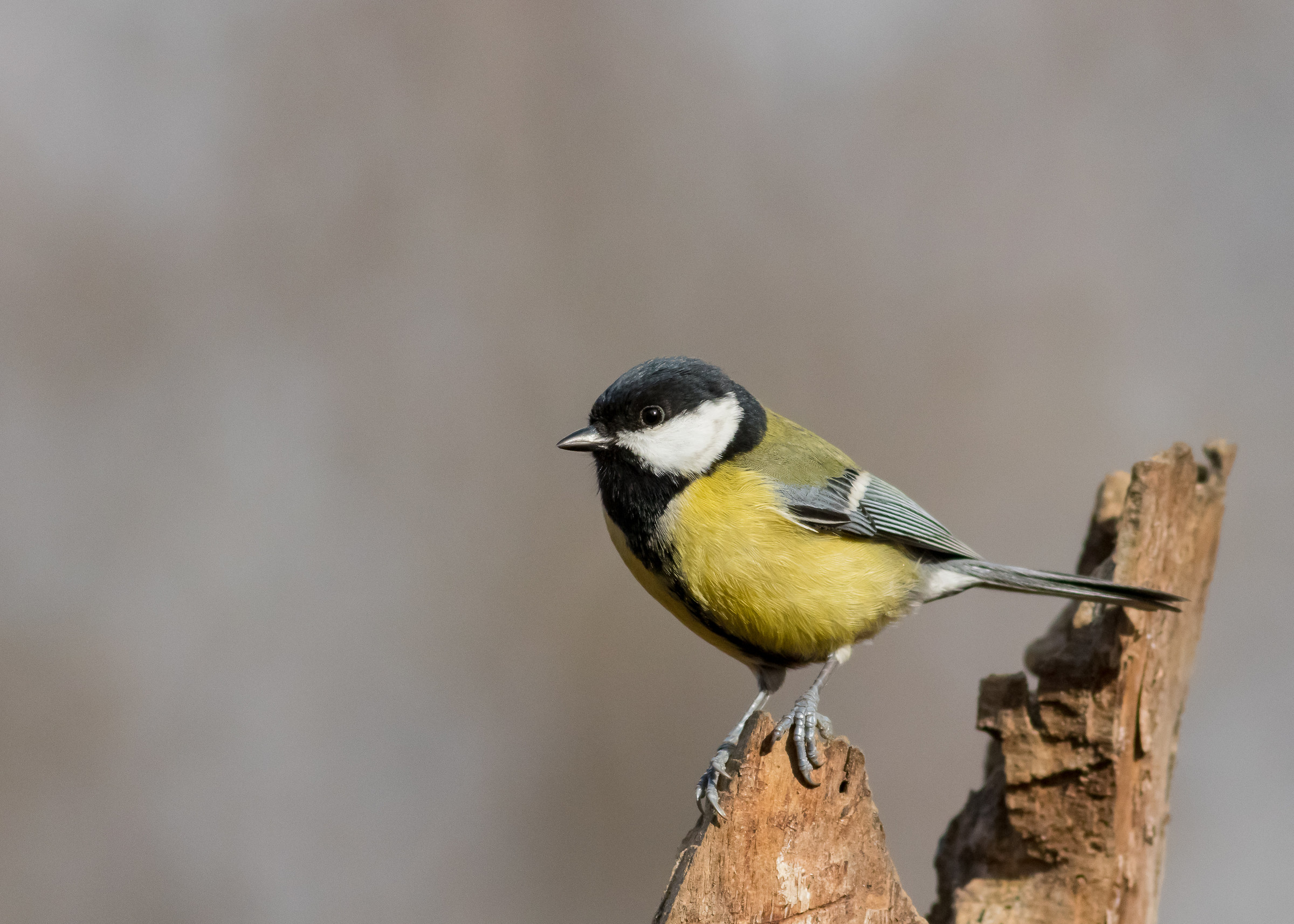 Great Tit
