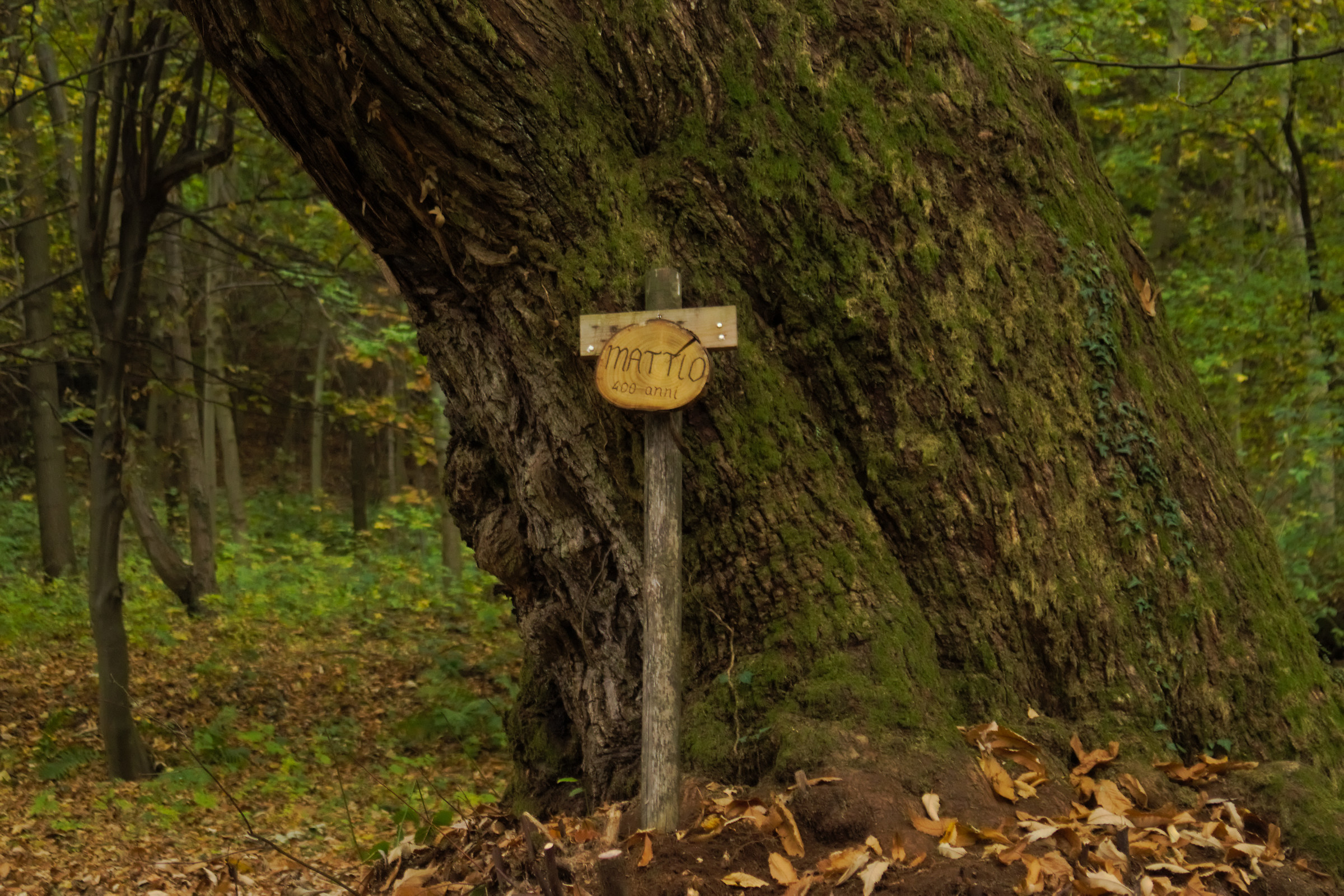 albero quadricentenario