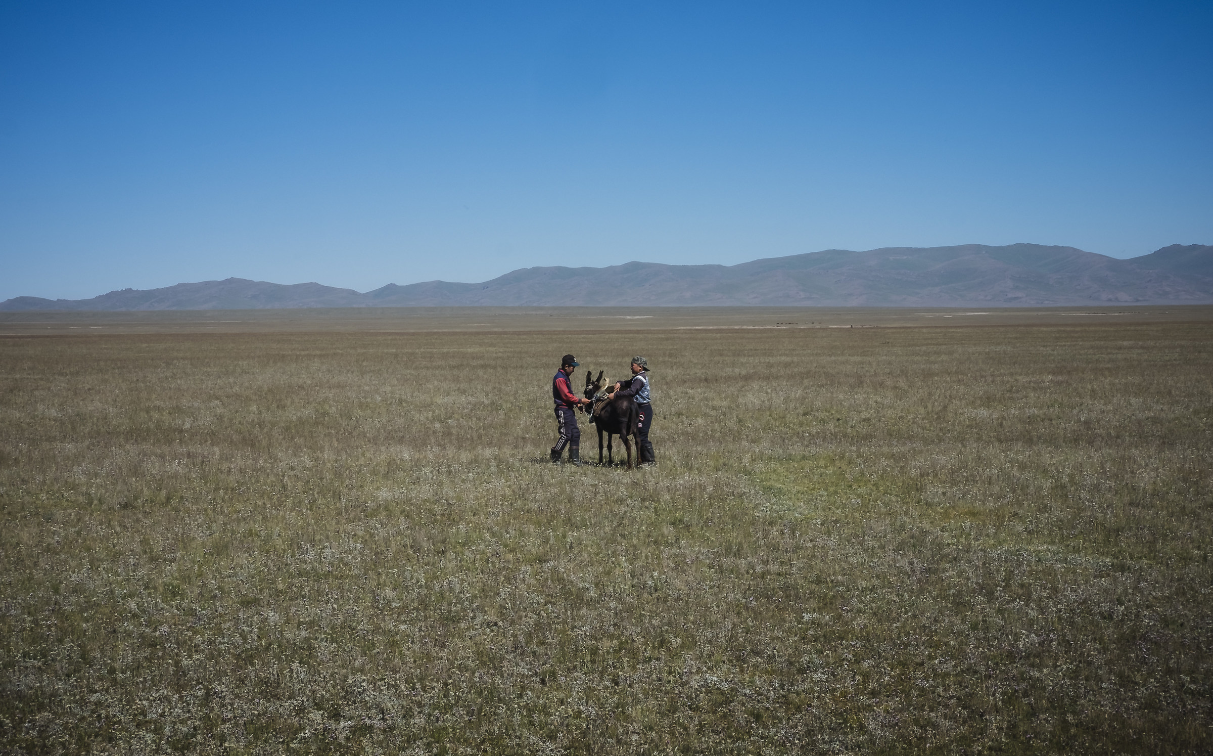 The donkey and the little boys