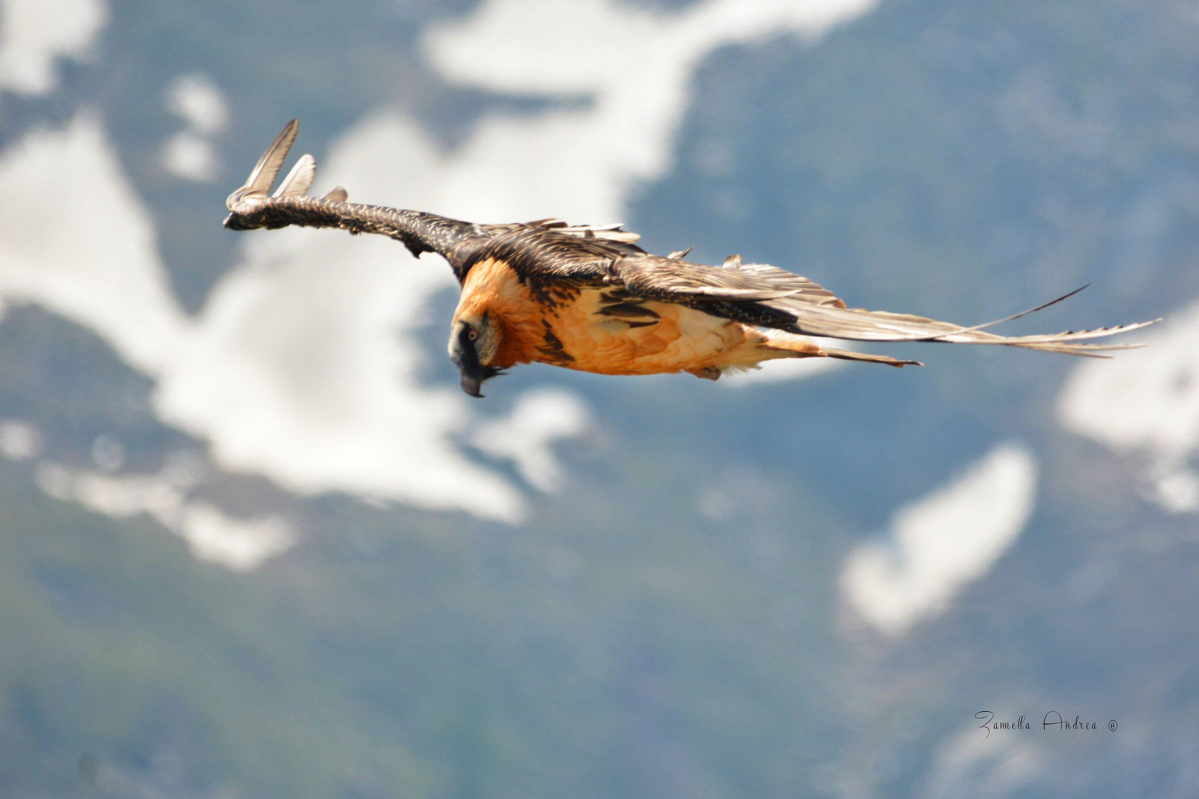 Bearded Vulture