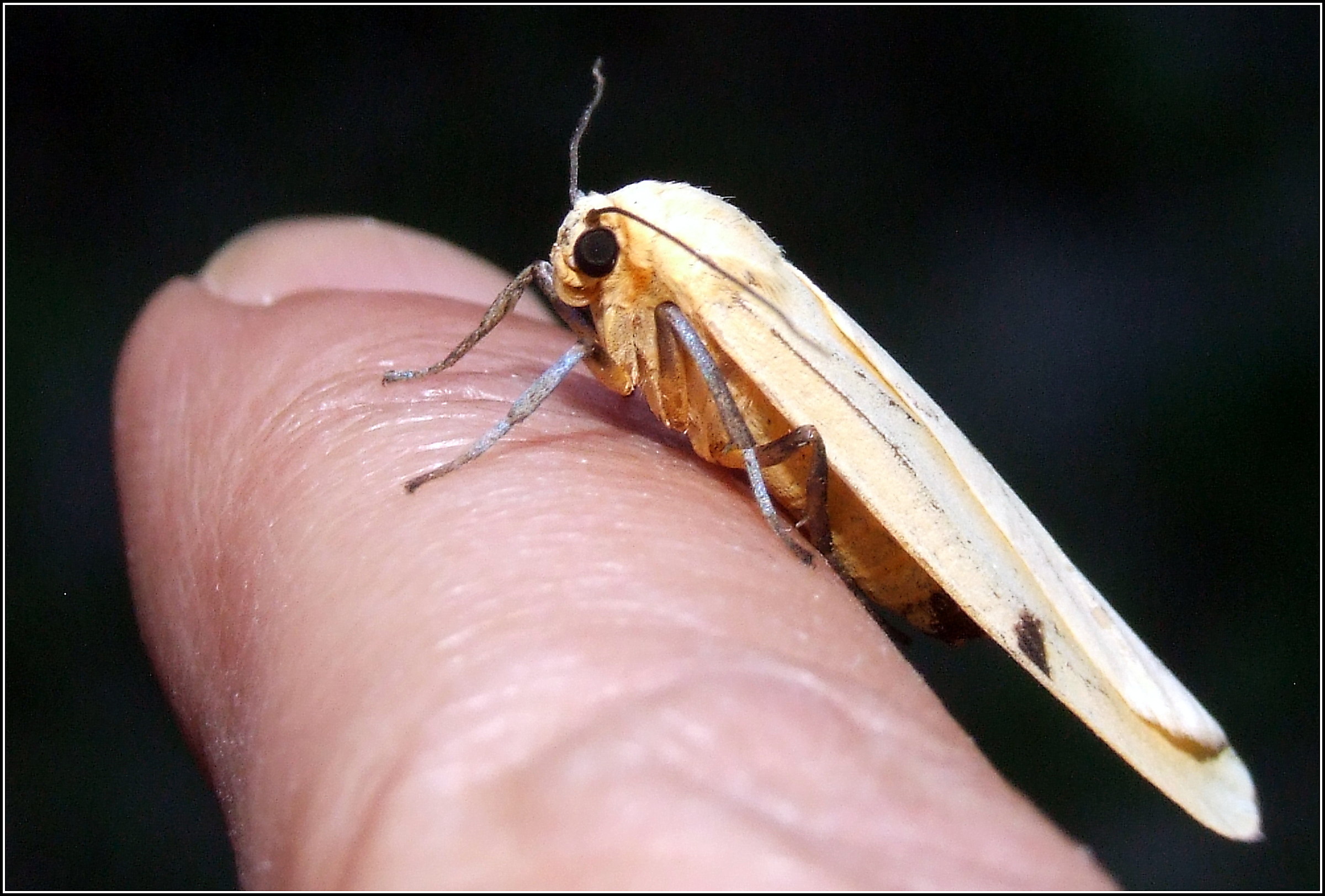 "Lithosia quadra" ...