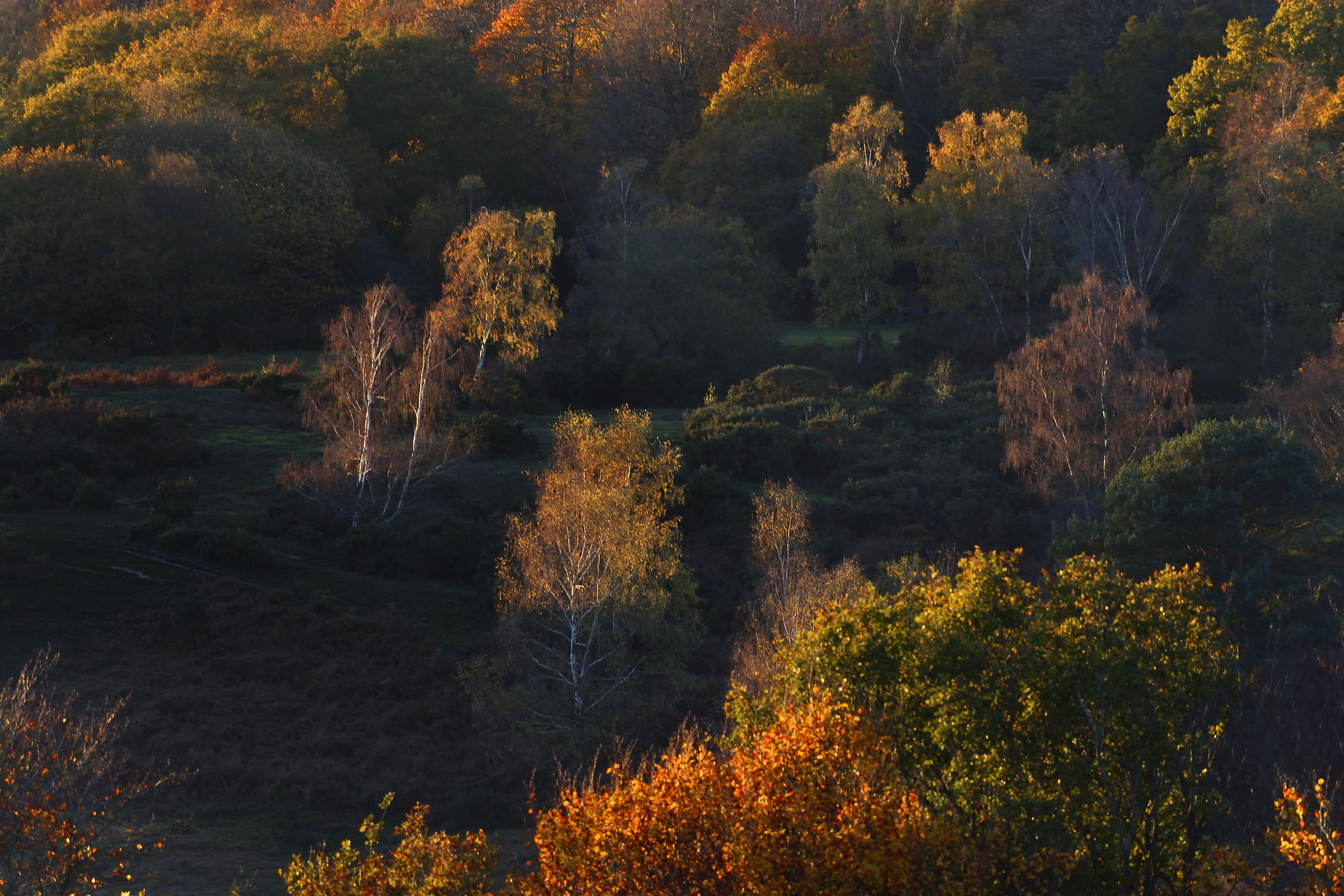Ultima luce del tramonto sulla nuova foresta autunnale