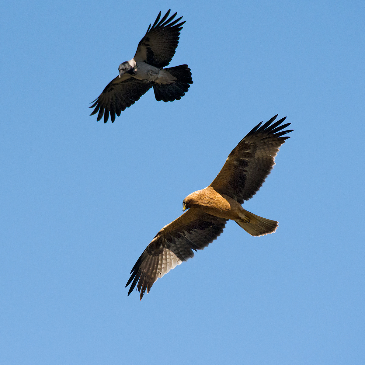 Lesser eagle with gray cornacle mobbing