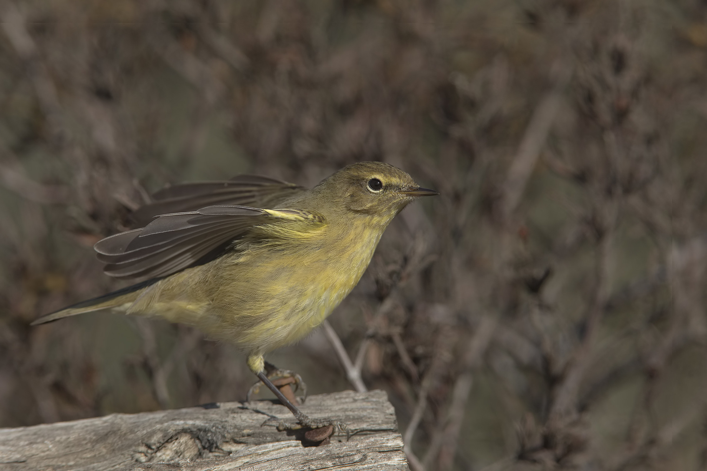 luì piccolo (phylloscopus collybita)