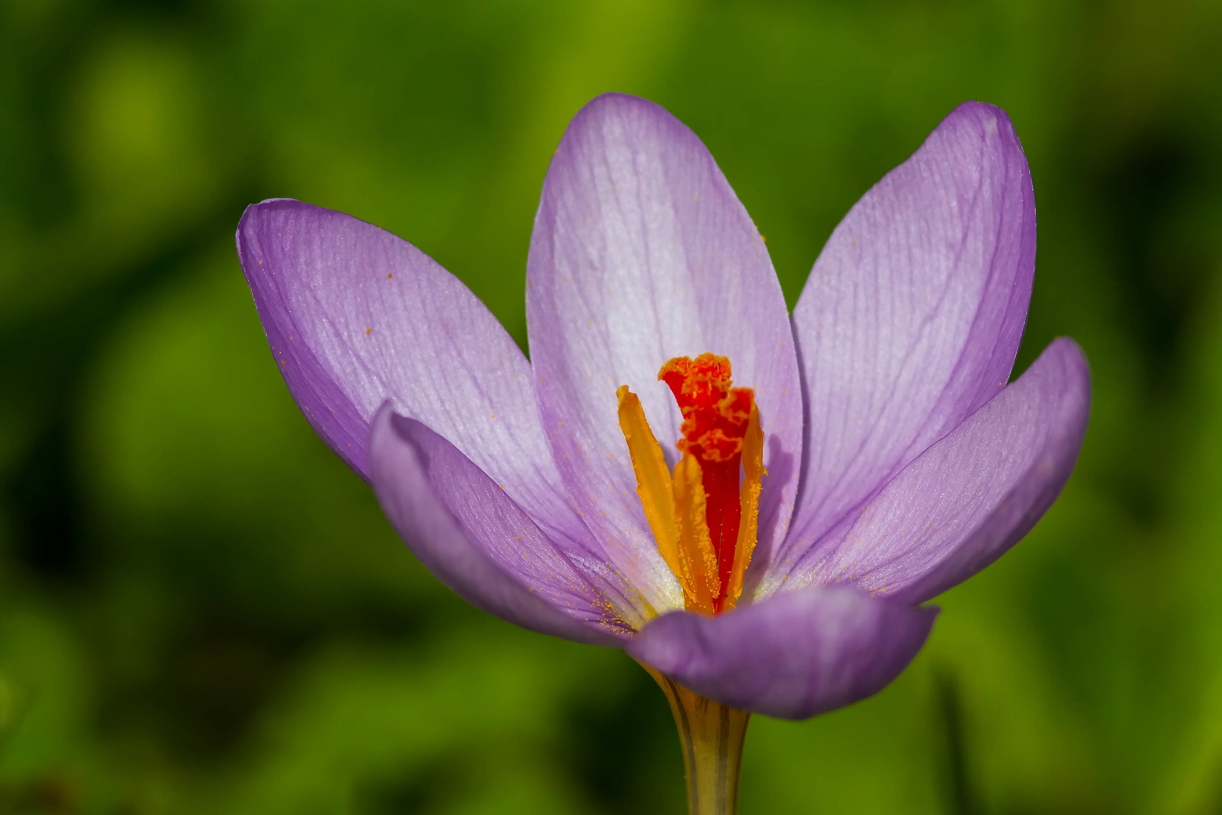 Crocus