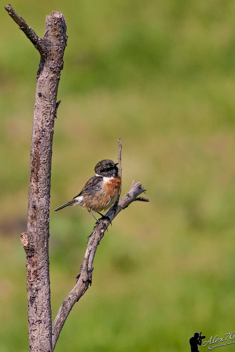 Male saltpox (Saxicola torquata)
