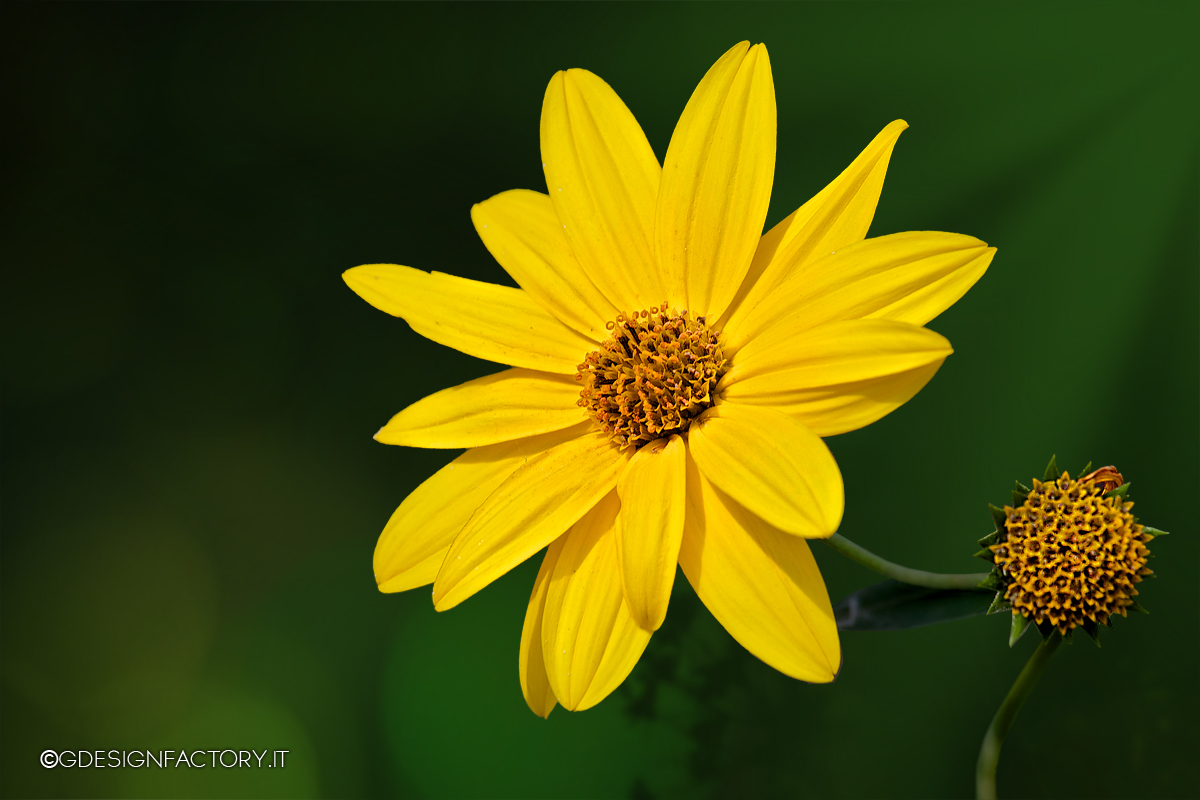 Love me or love me not?