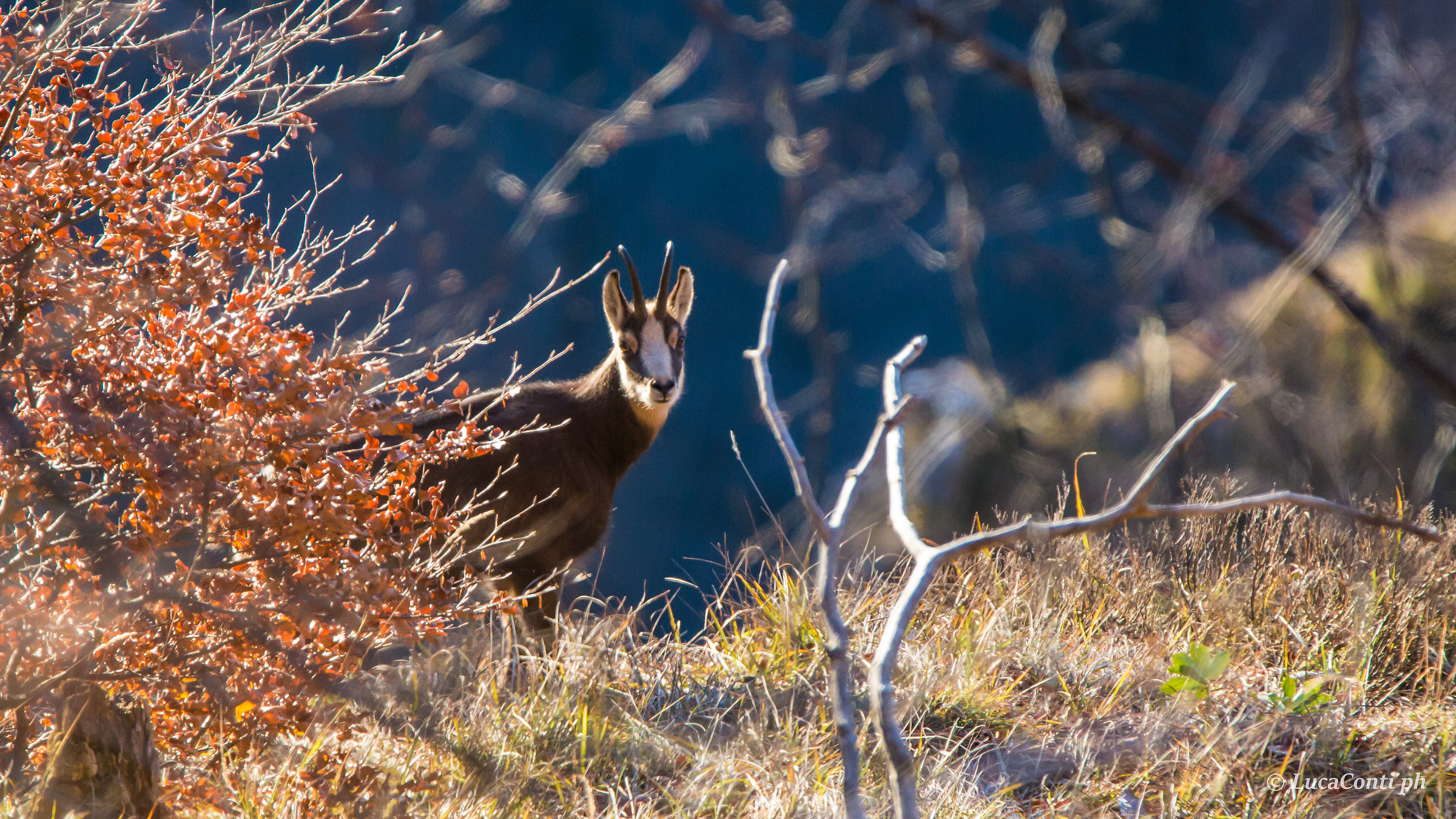 Camoscio Alpino (Rupicapra Rupicapra)