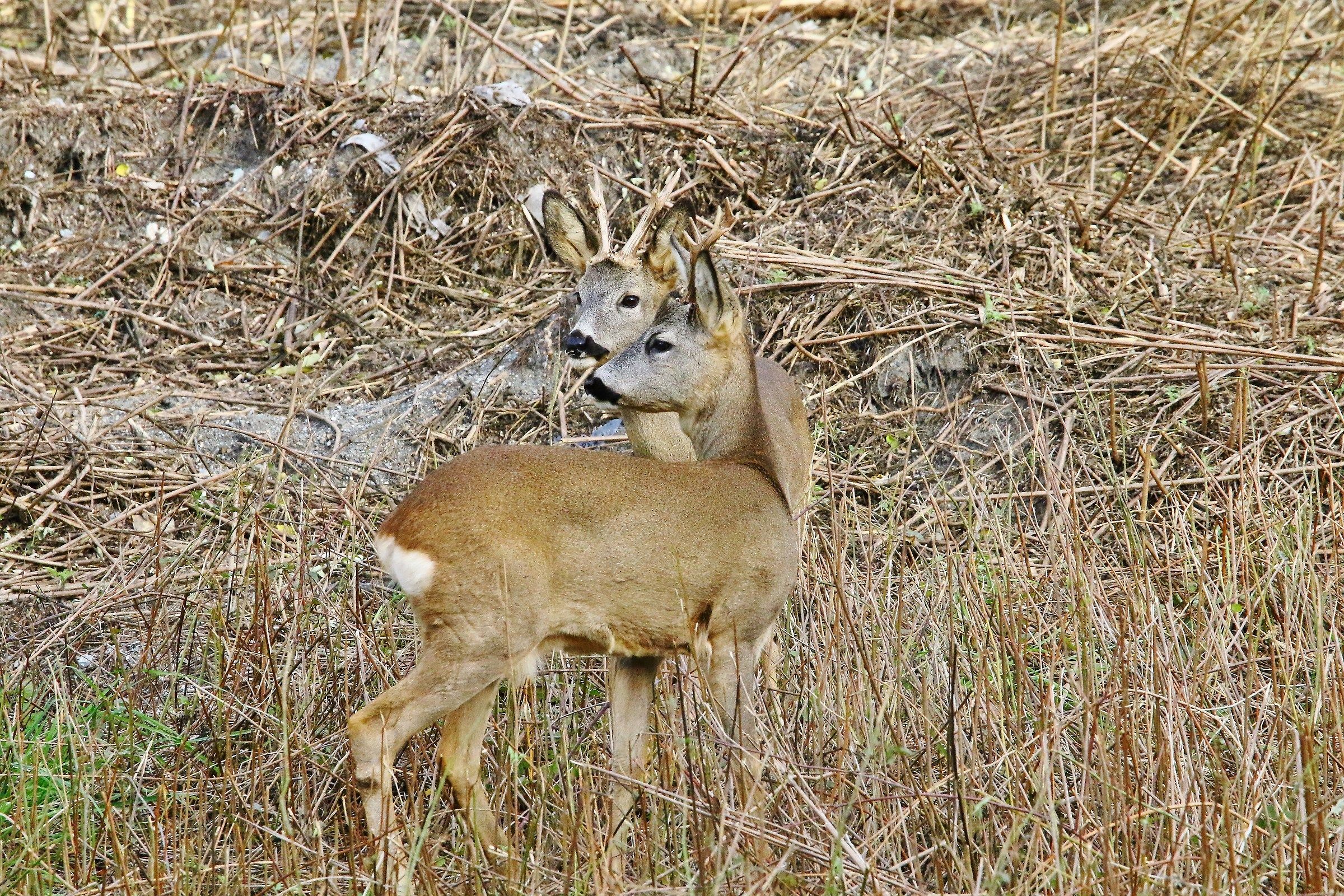 Qualcuno ci segue..........
