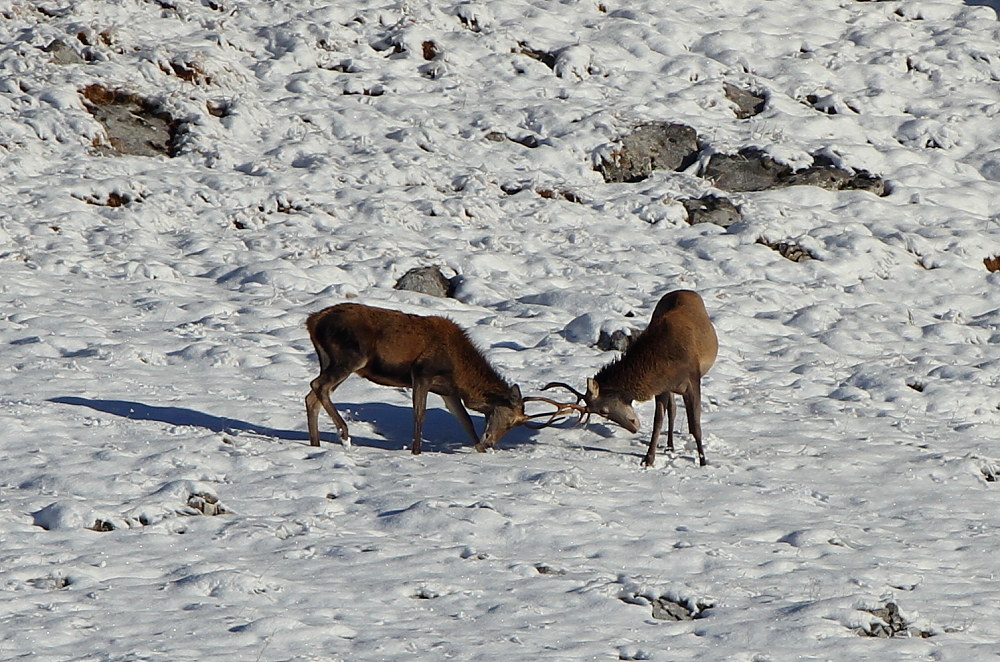 Scaramuccia sulla neve