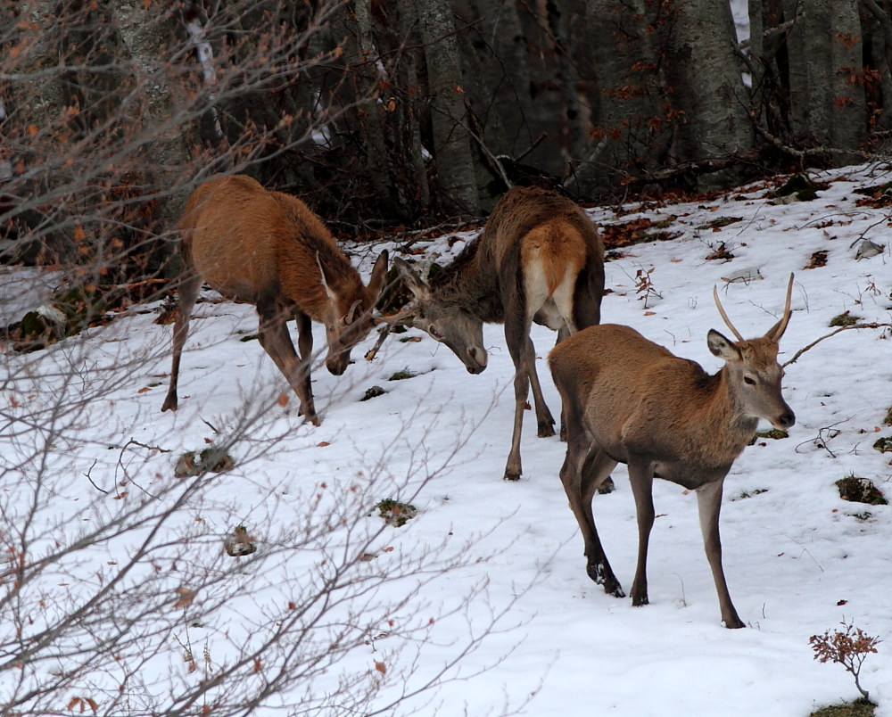 Scaramack on the snow 2