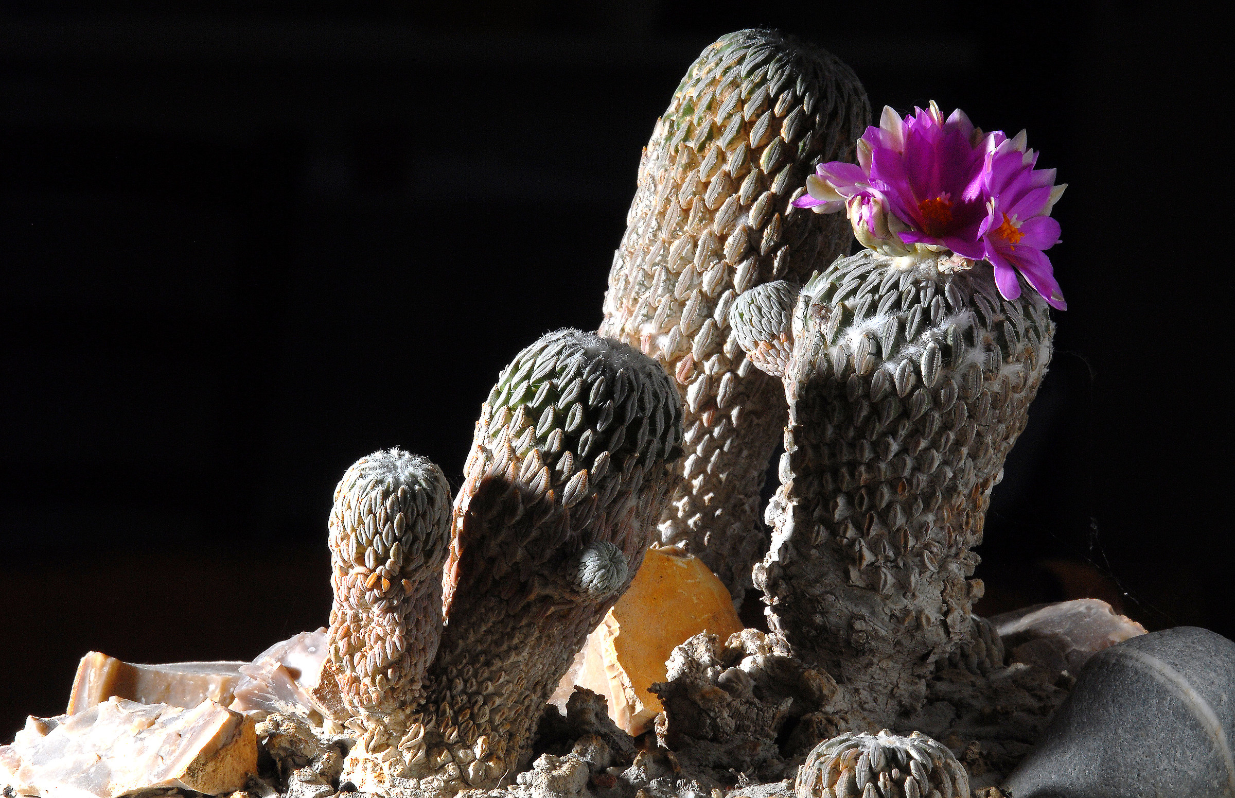 1 Pelecyphora aselliformis