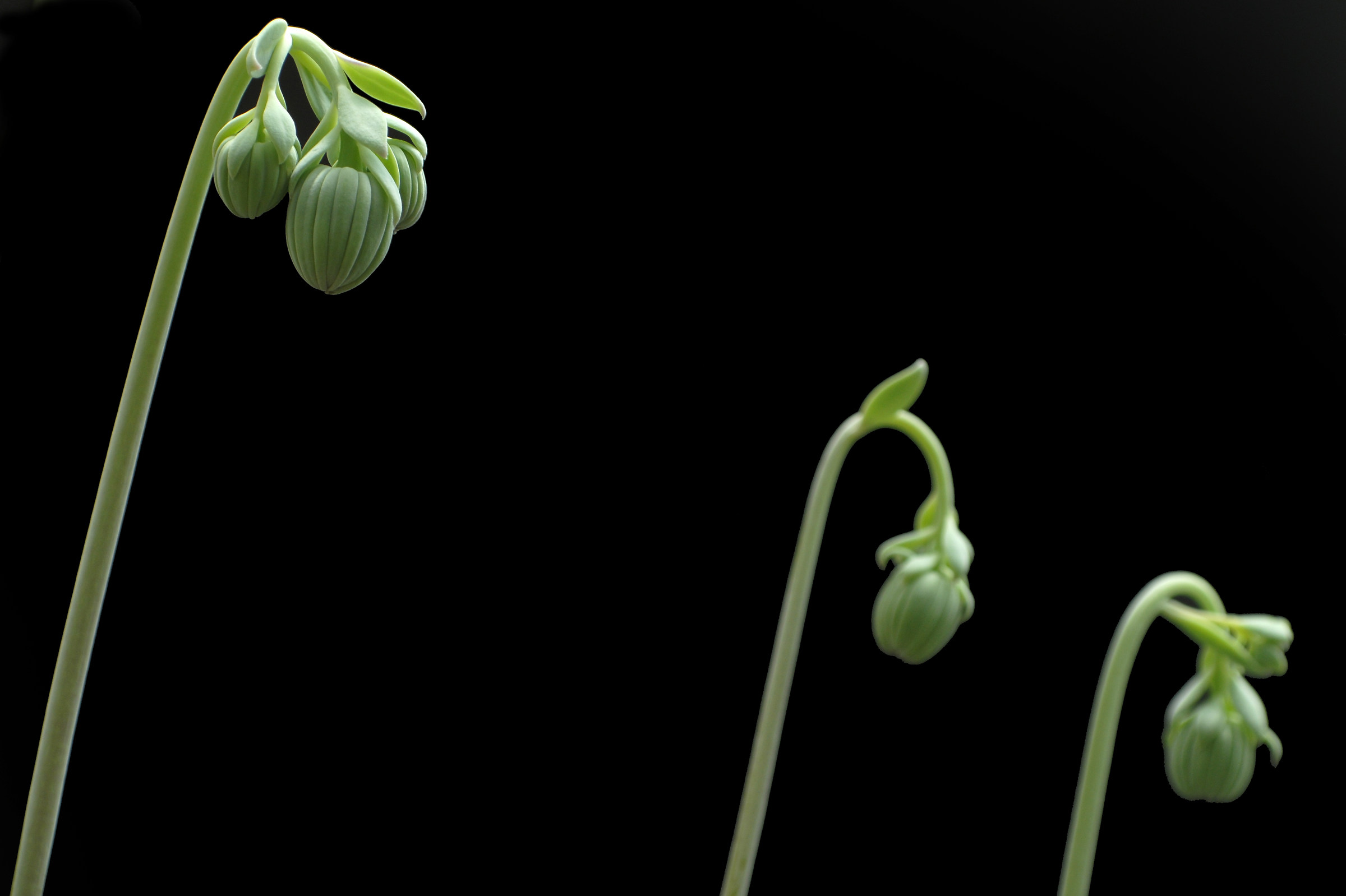 2 Sedum coccinea flora