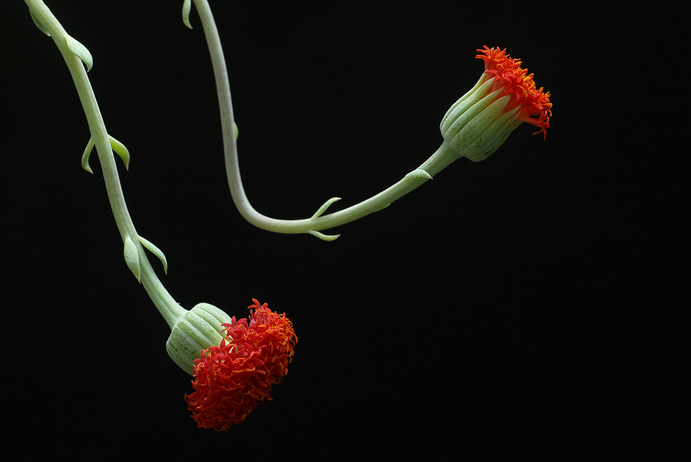 3 Sedum coccyx flora