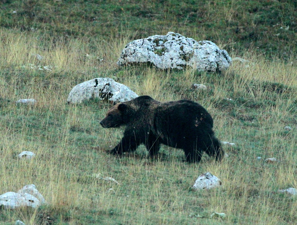 Orso Bruno Marsicano a buio 2