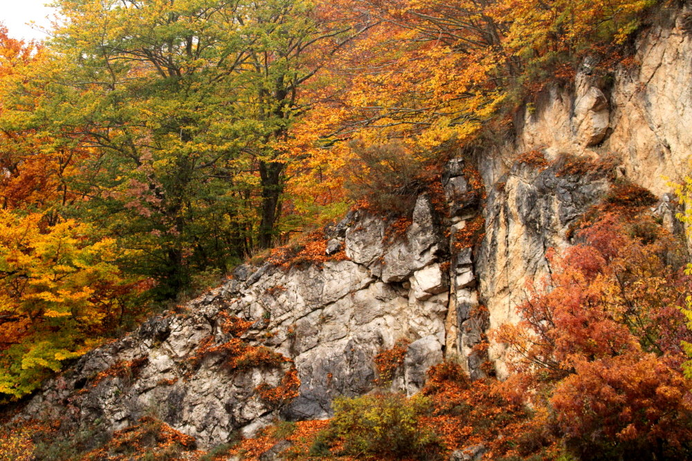 Roccia alberi autunno
