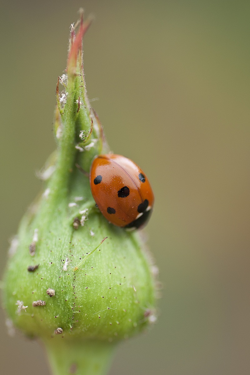 Coccinella septempunctata