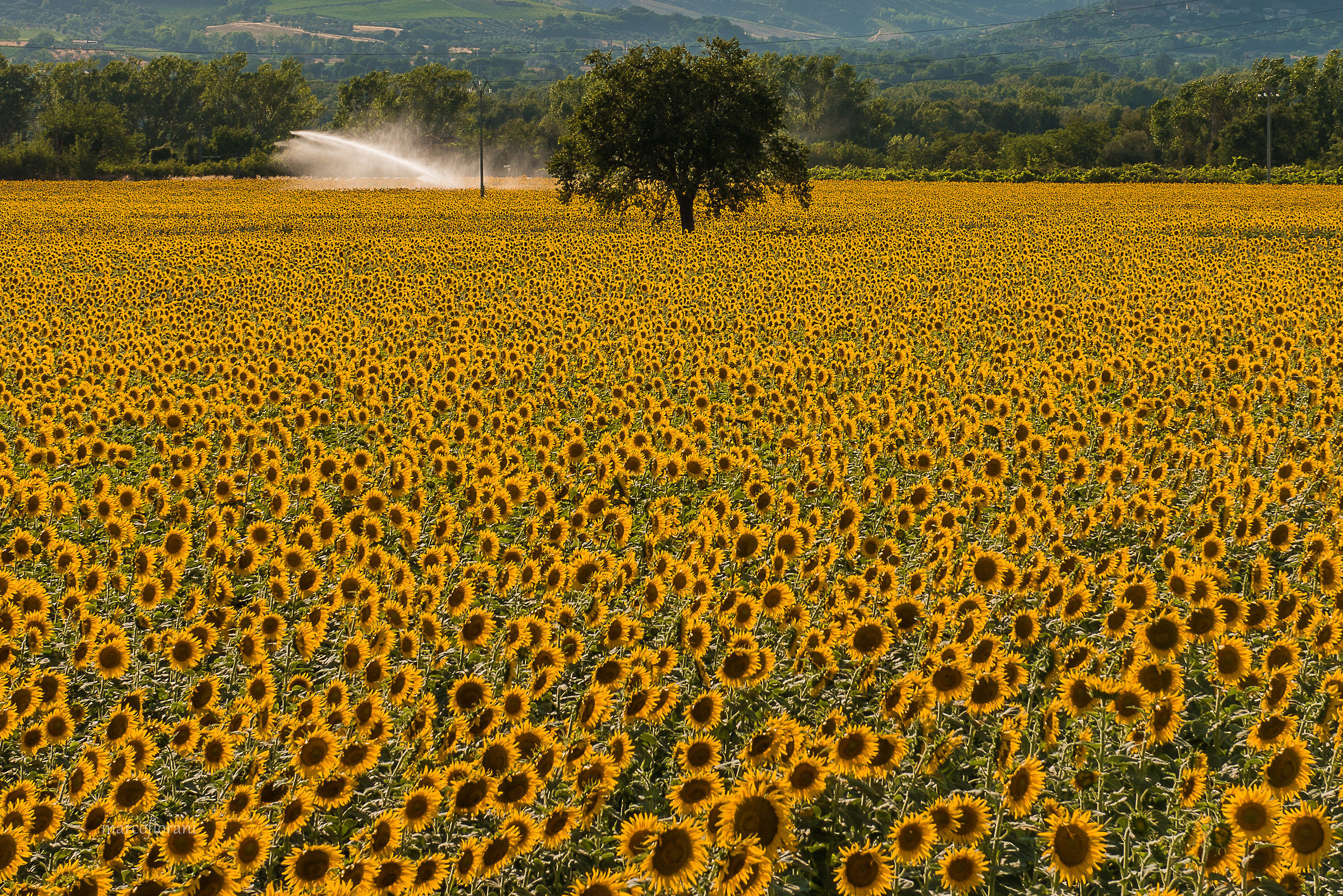sunflowers