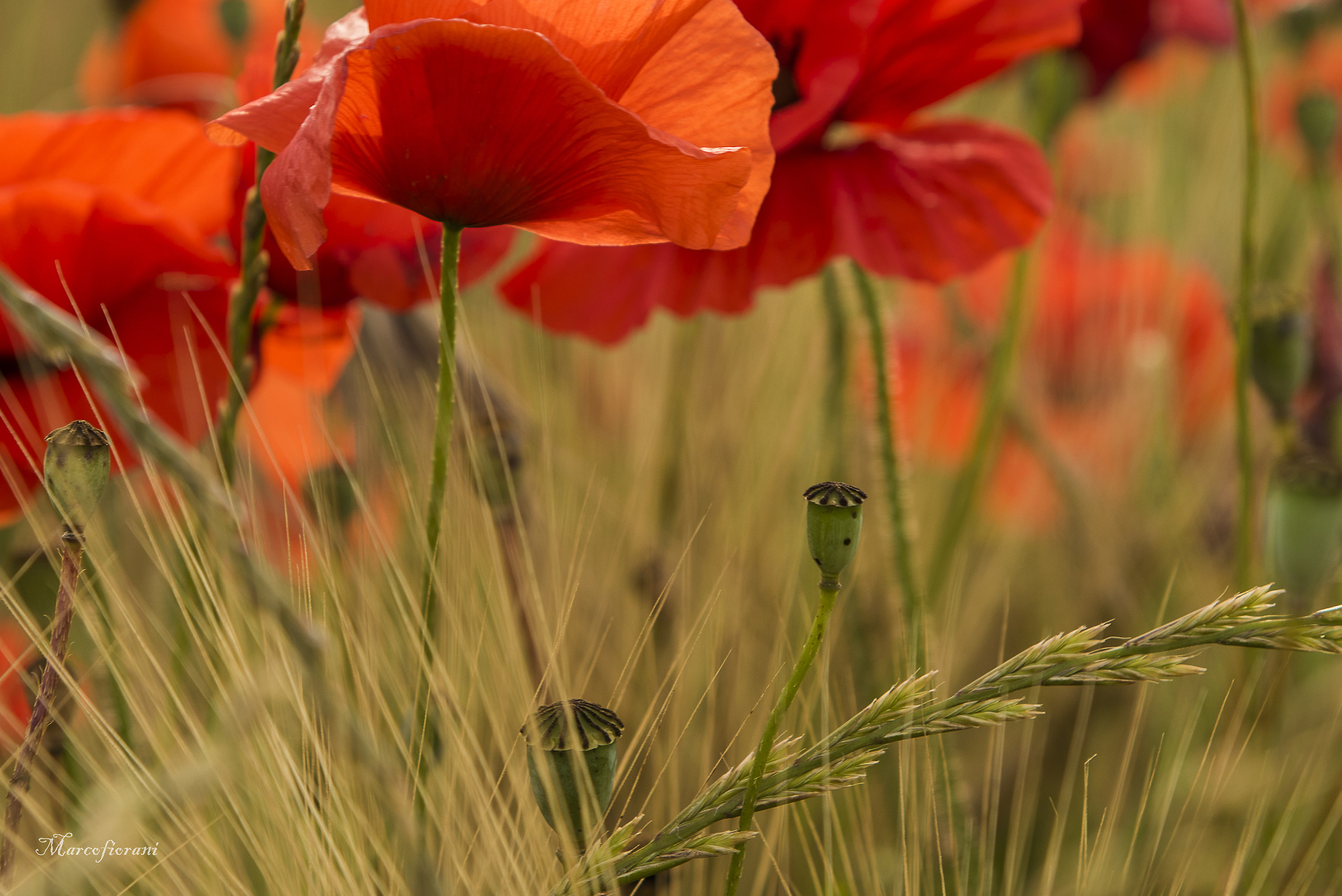 grain and poppies