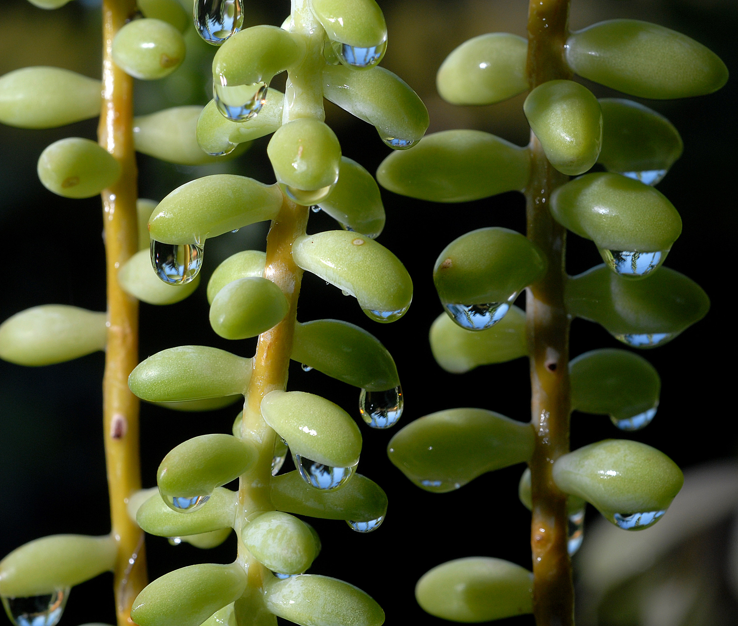 Sedum morganianum after the rain