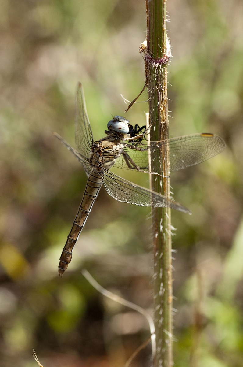 Orthetrum brunneum