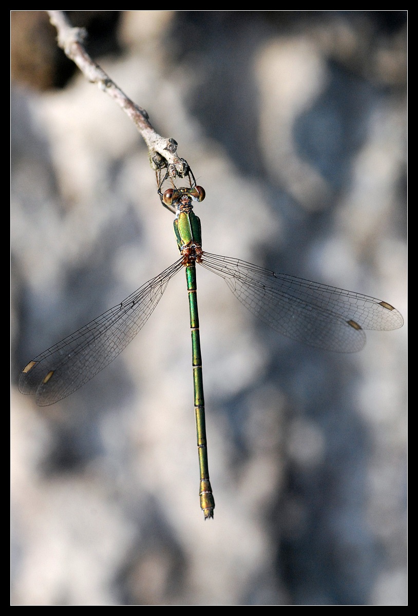 Lestes sp.