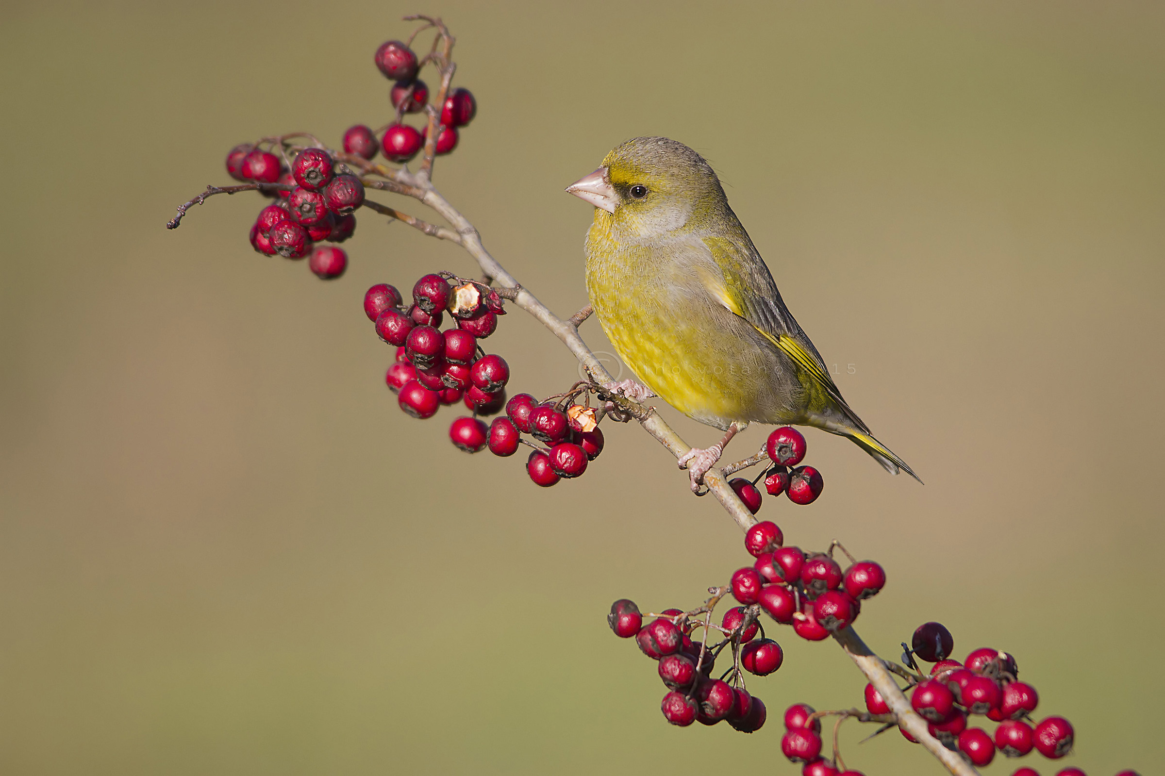 Verdone ( carduelis chloris)
