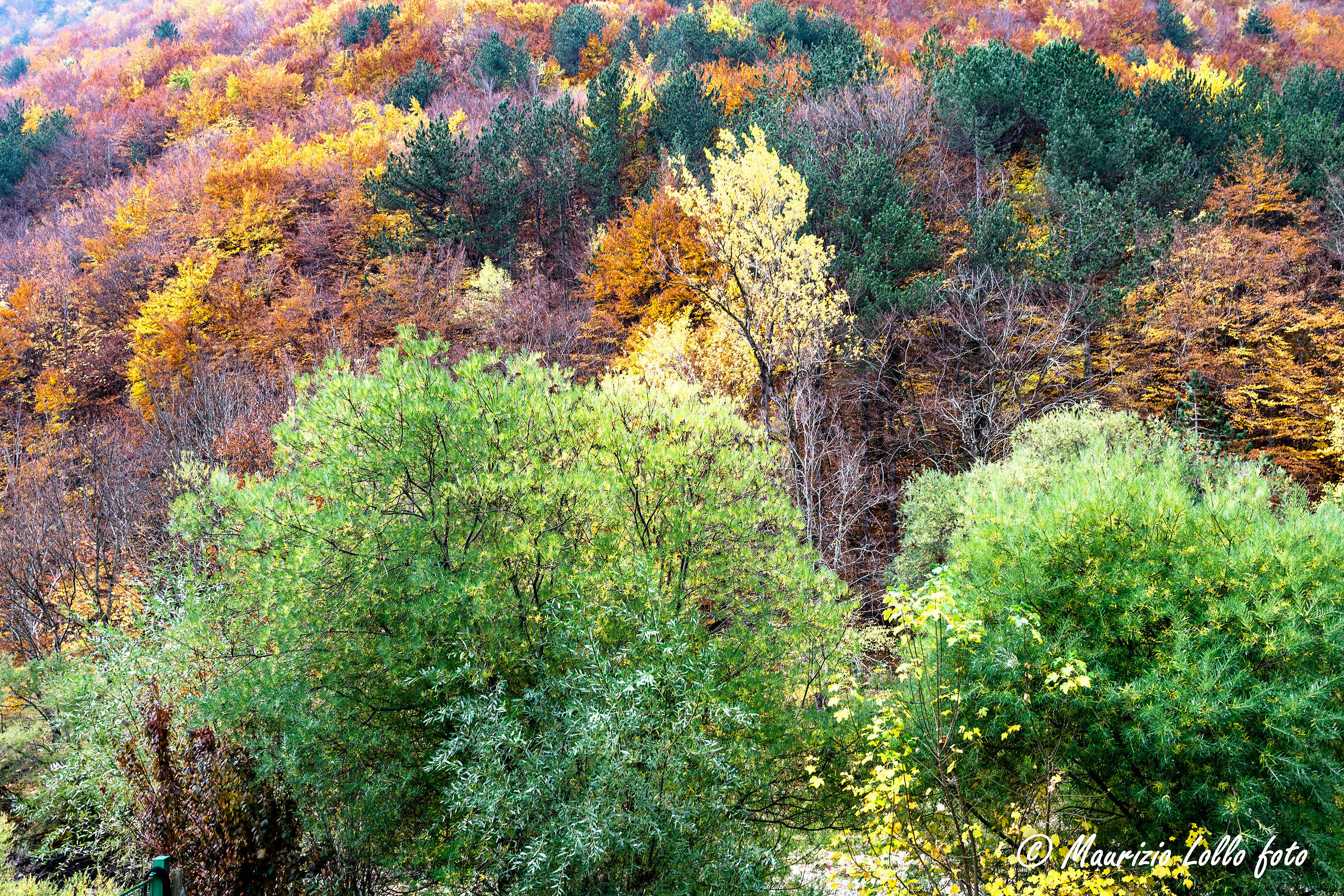 Un autunno molto colorato nel parco
