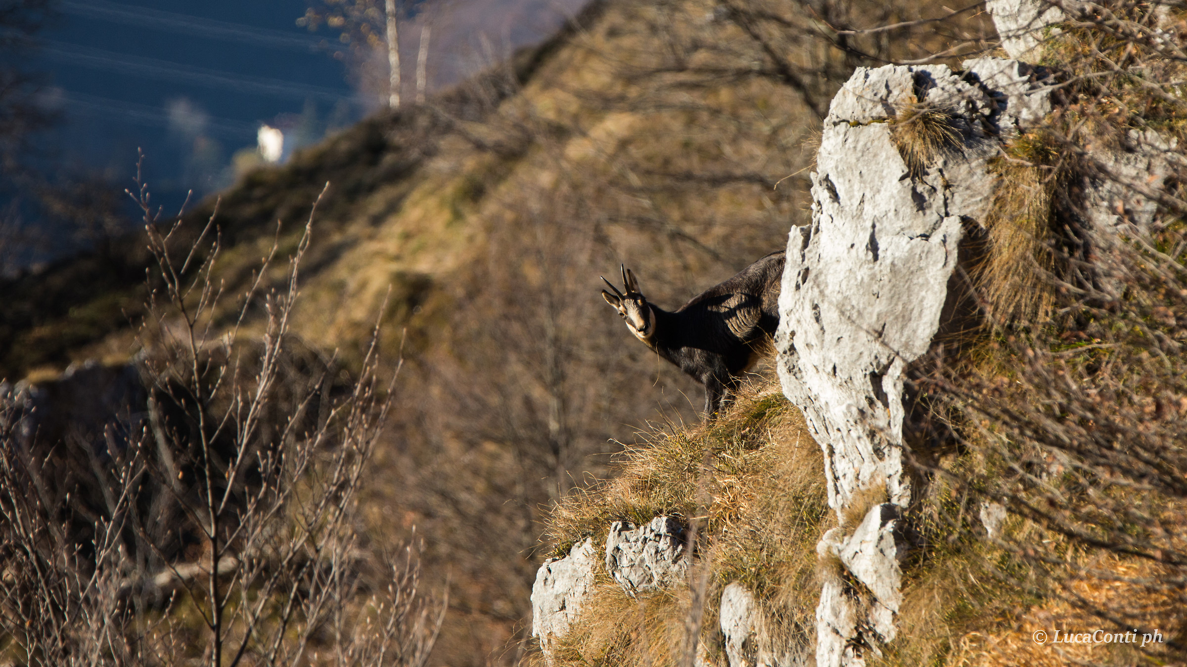 Camoscio Alpino (Rupicapra Rupicapra)