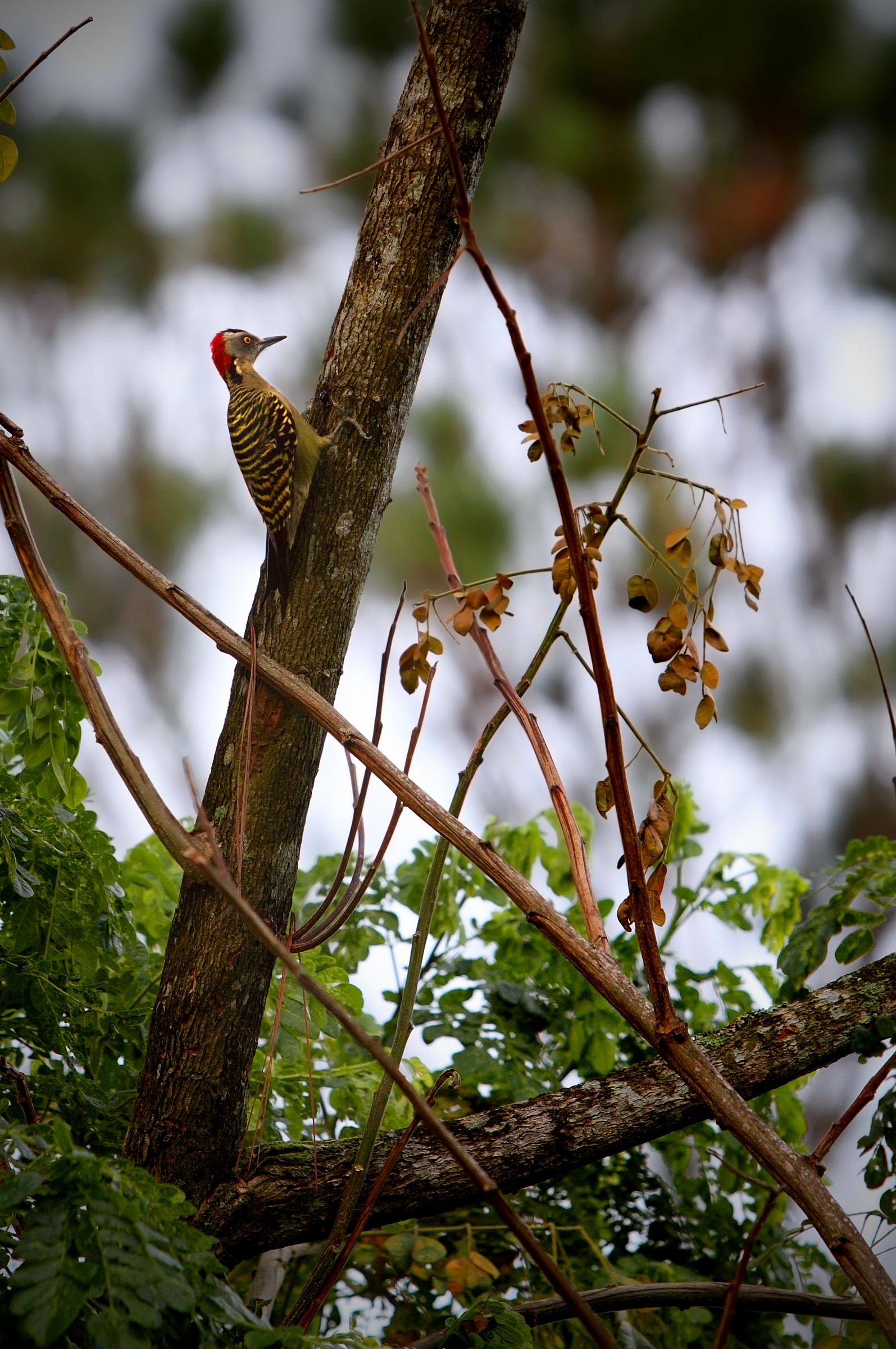 Picchio di Hispaniola (Melanerpes striatus)