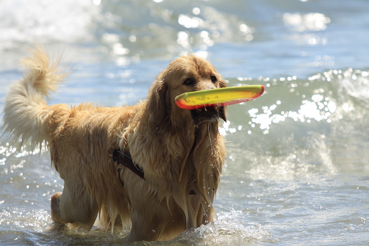 A day at the beach .......