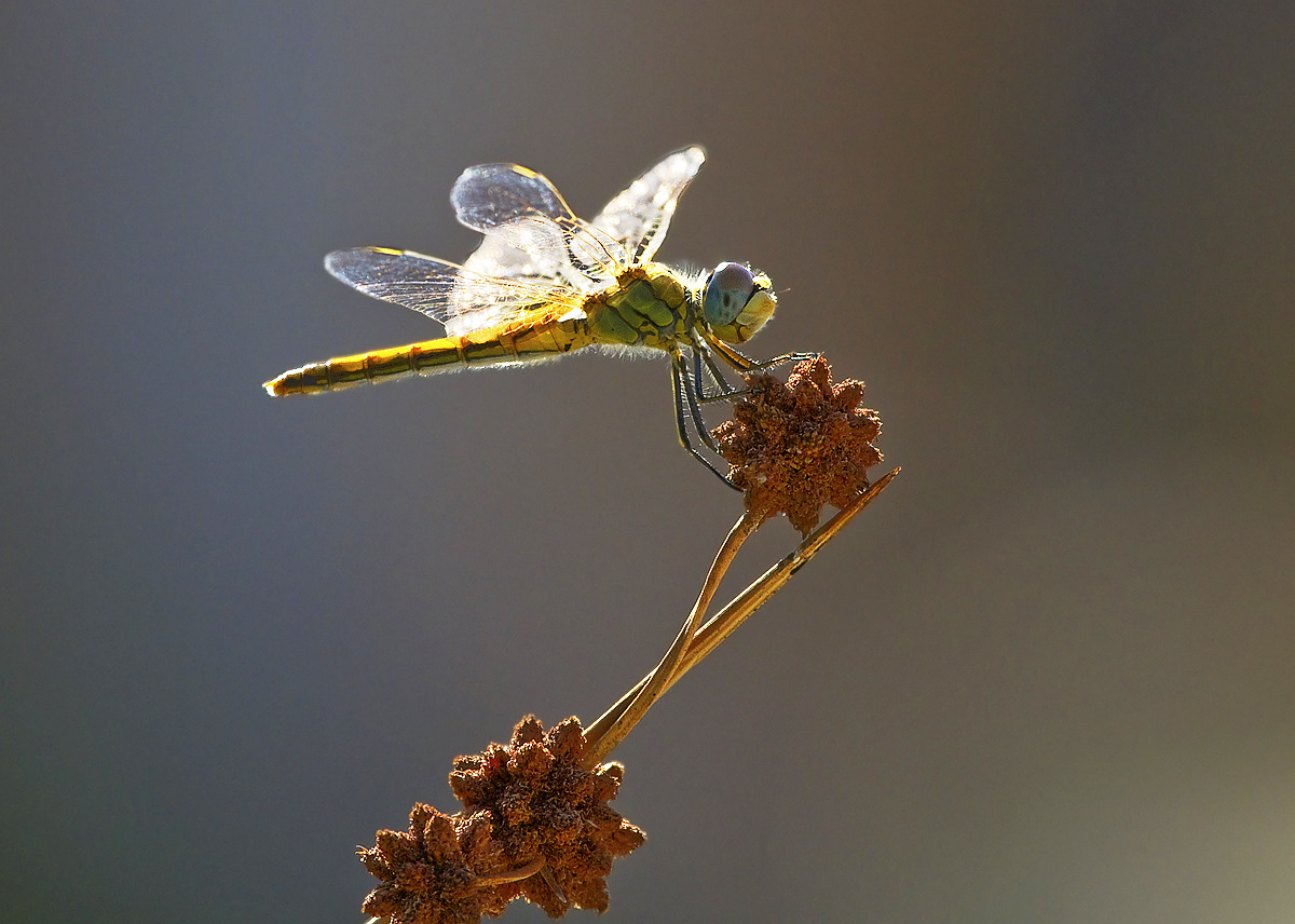 libellula