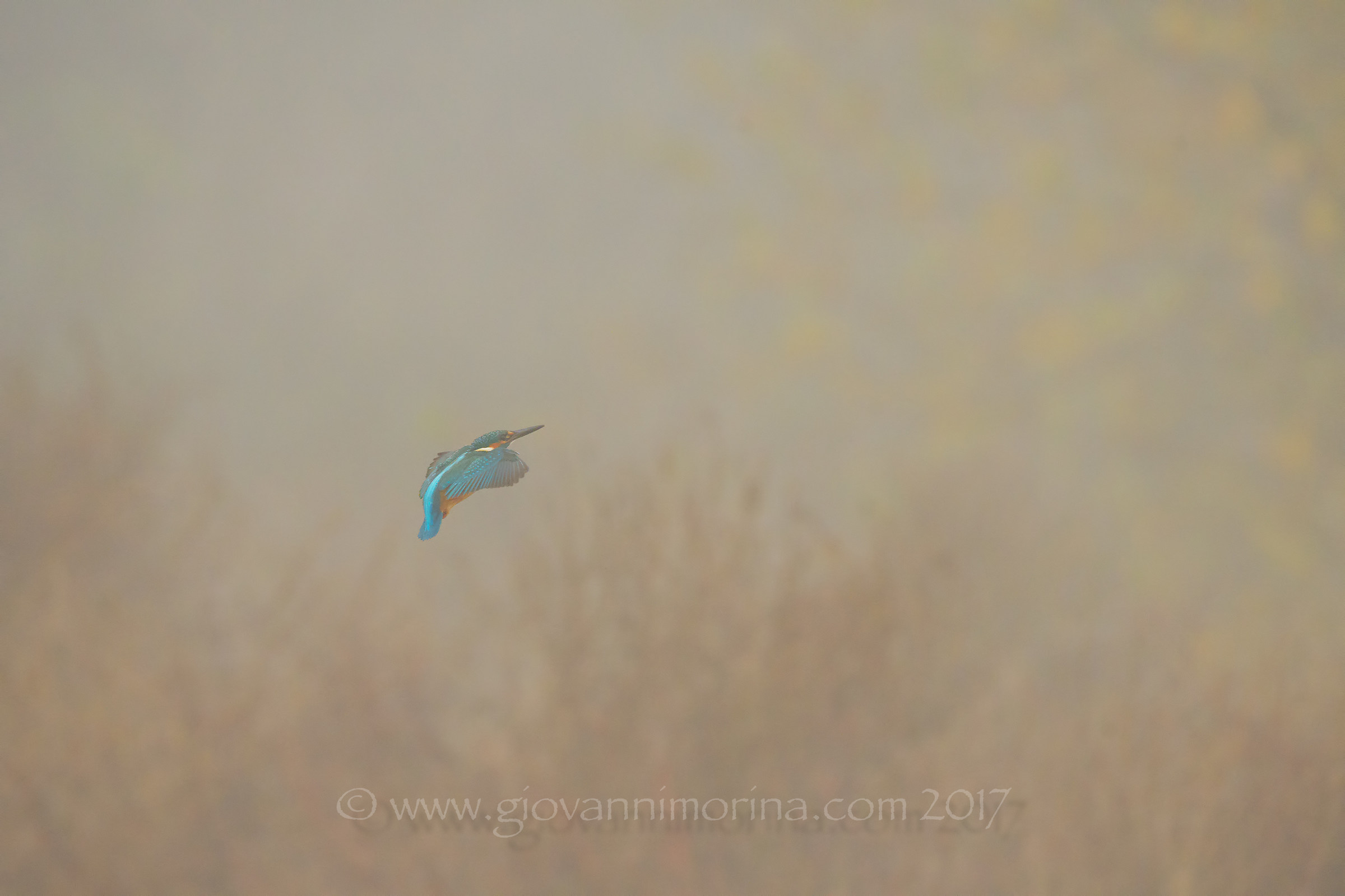 Martino nella nebbia...