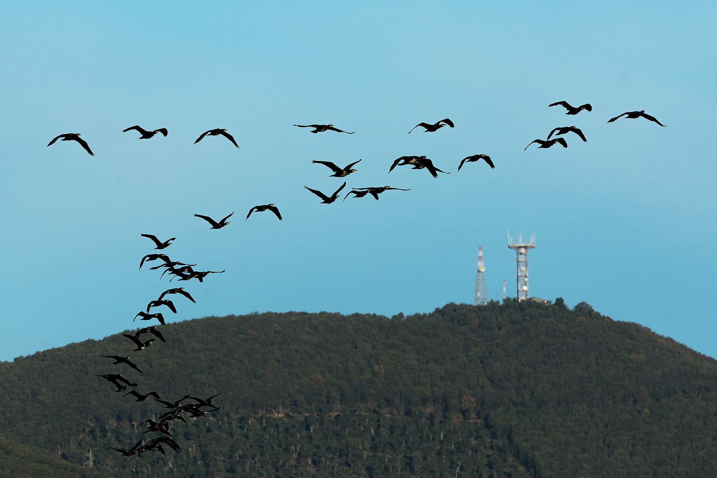 Cormorants traveling