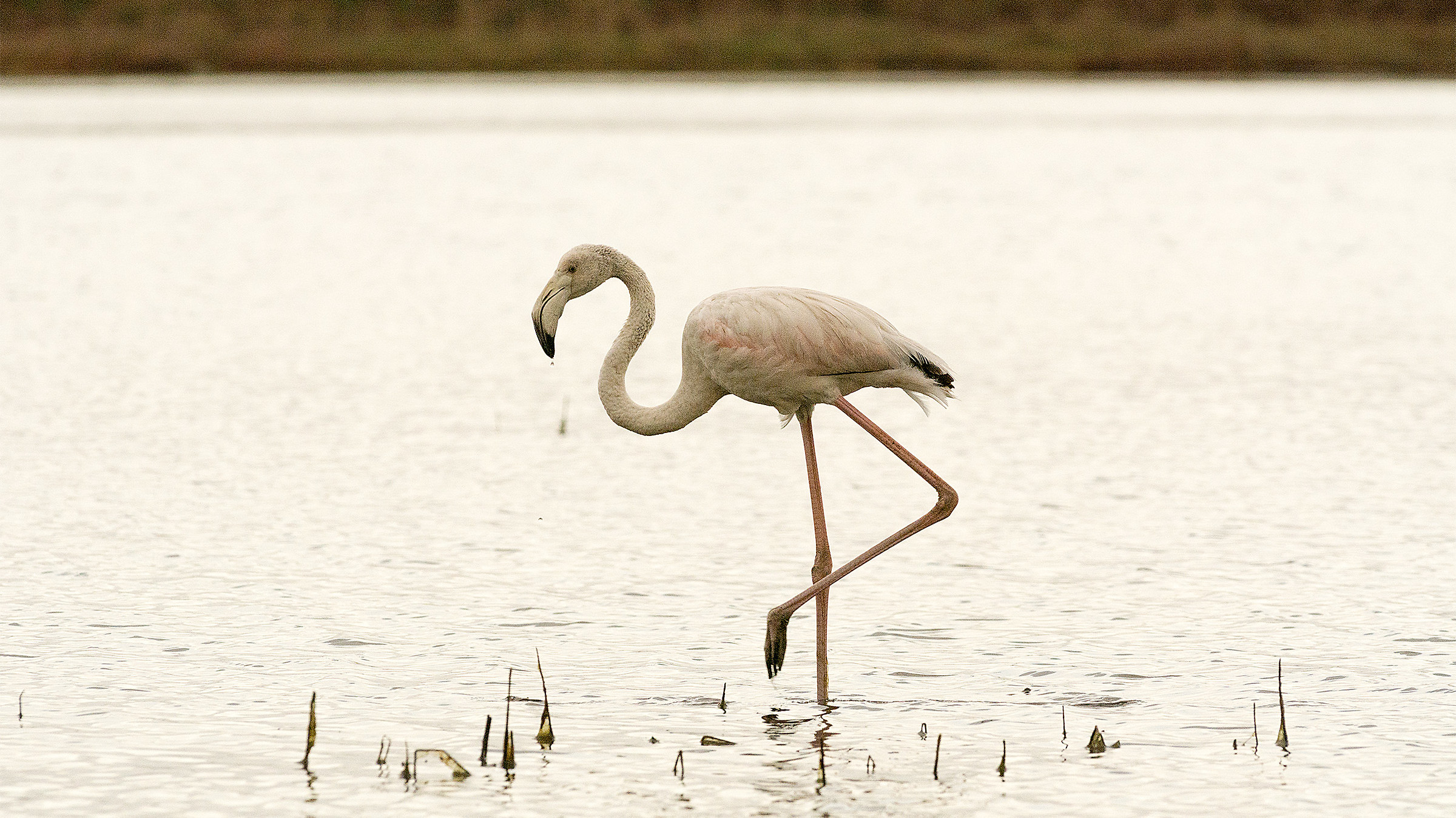 Buongiorno_Fenicottero