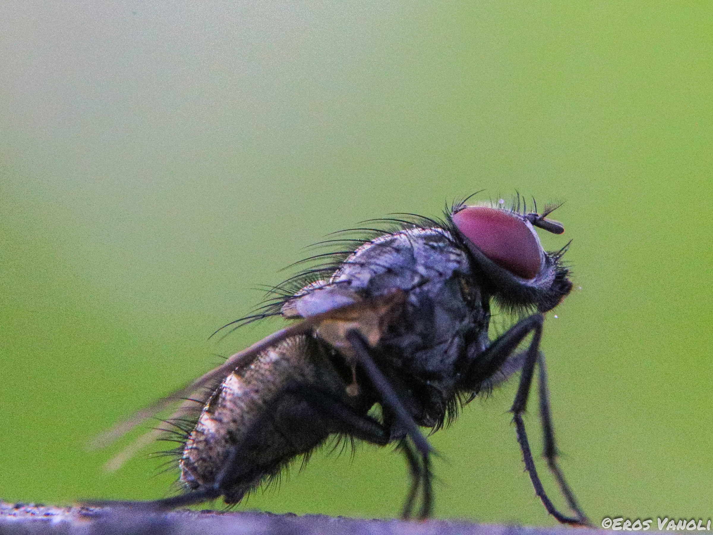 Macro fly