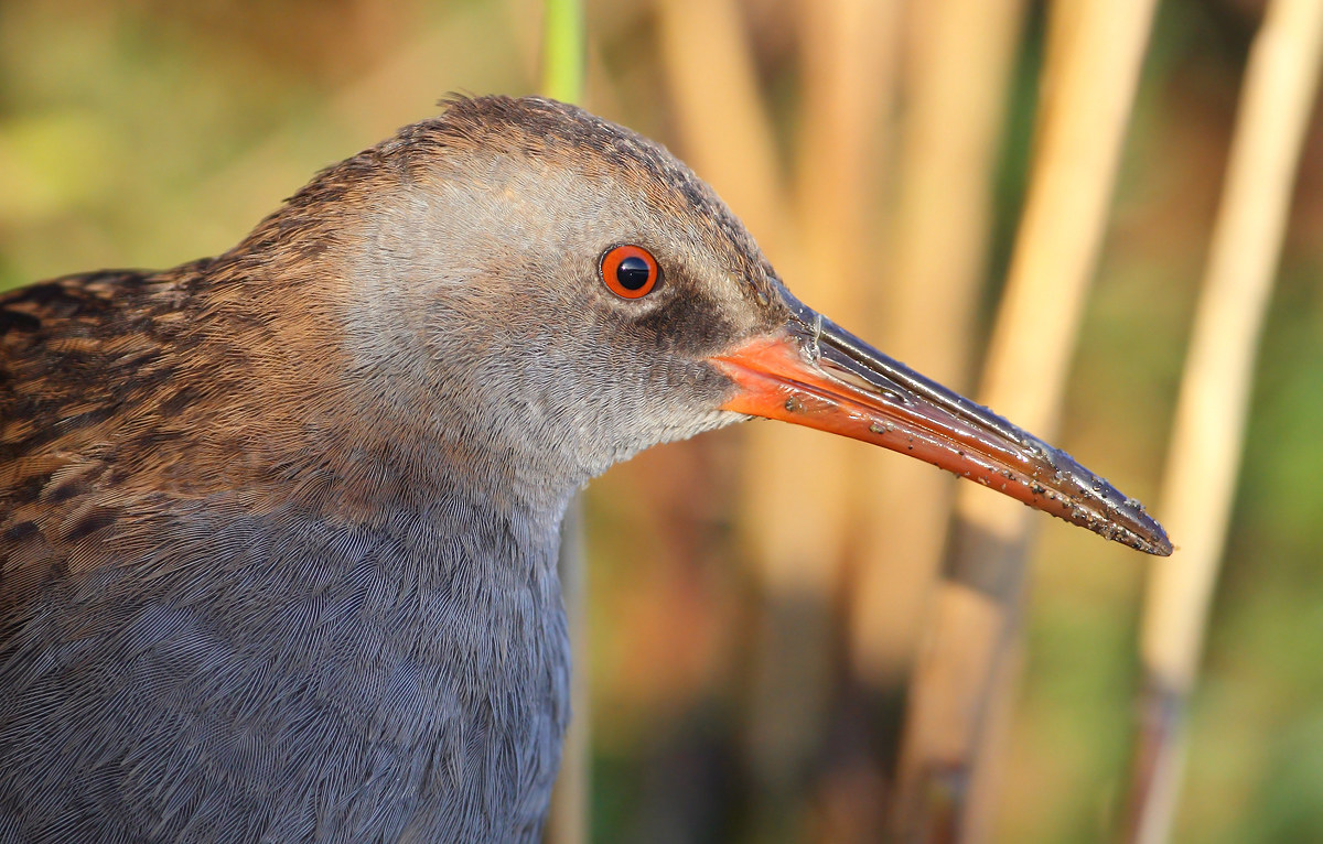 Water Rail