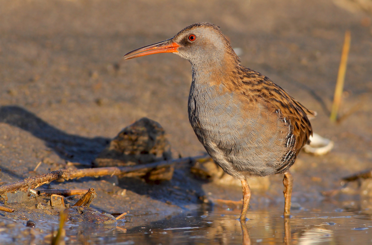 Water Rail