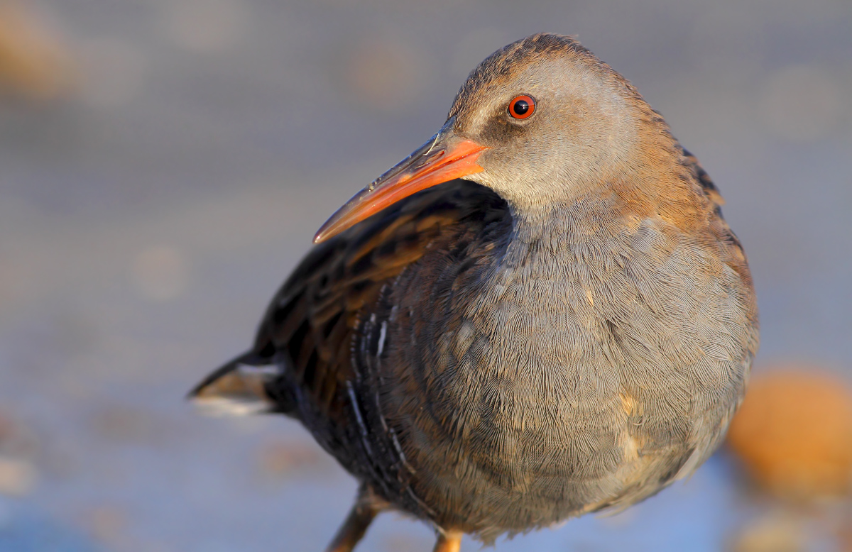 Water Rail