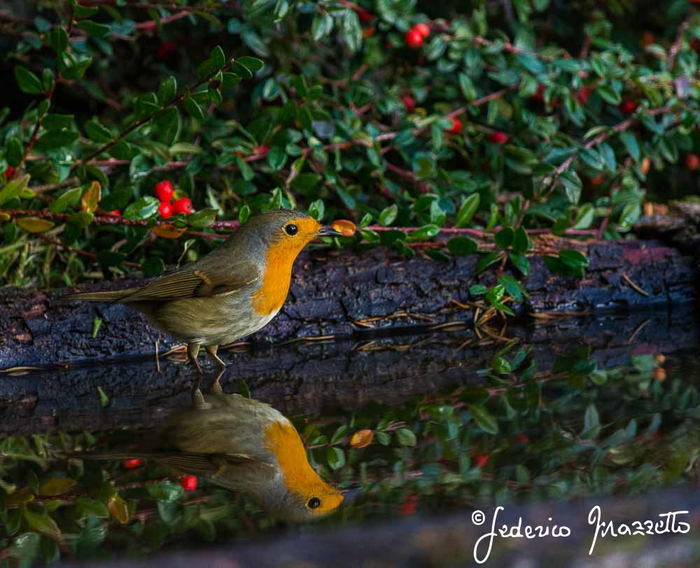 robin in the pond