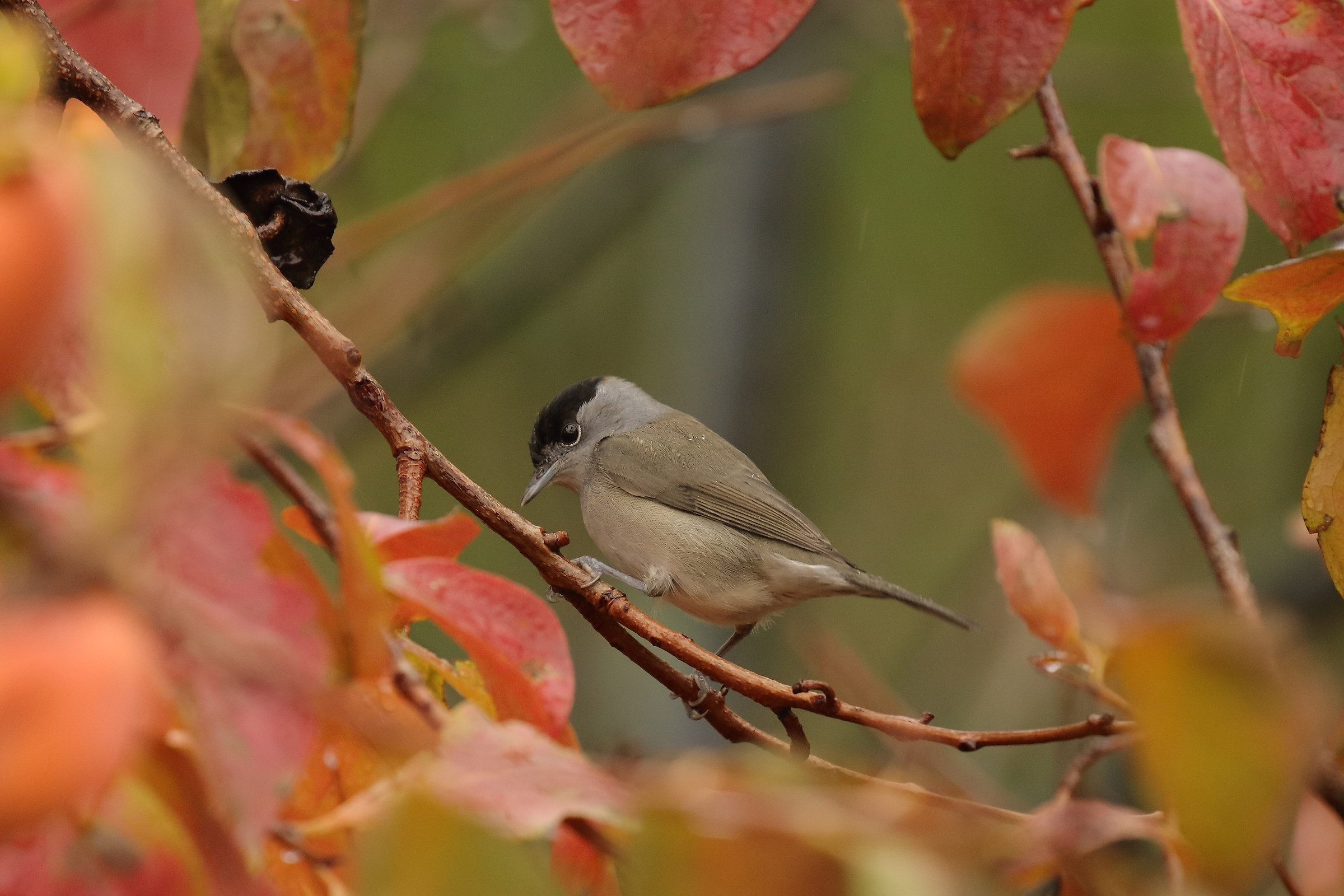 blackcap