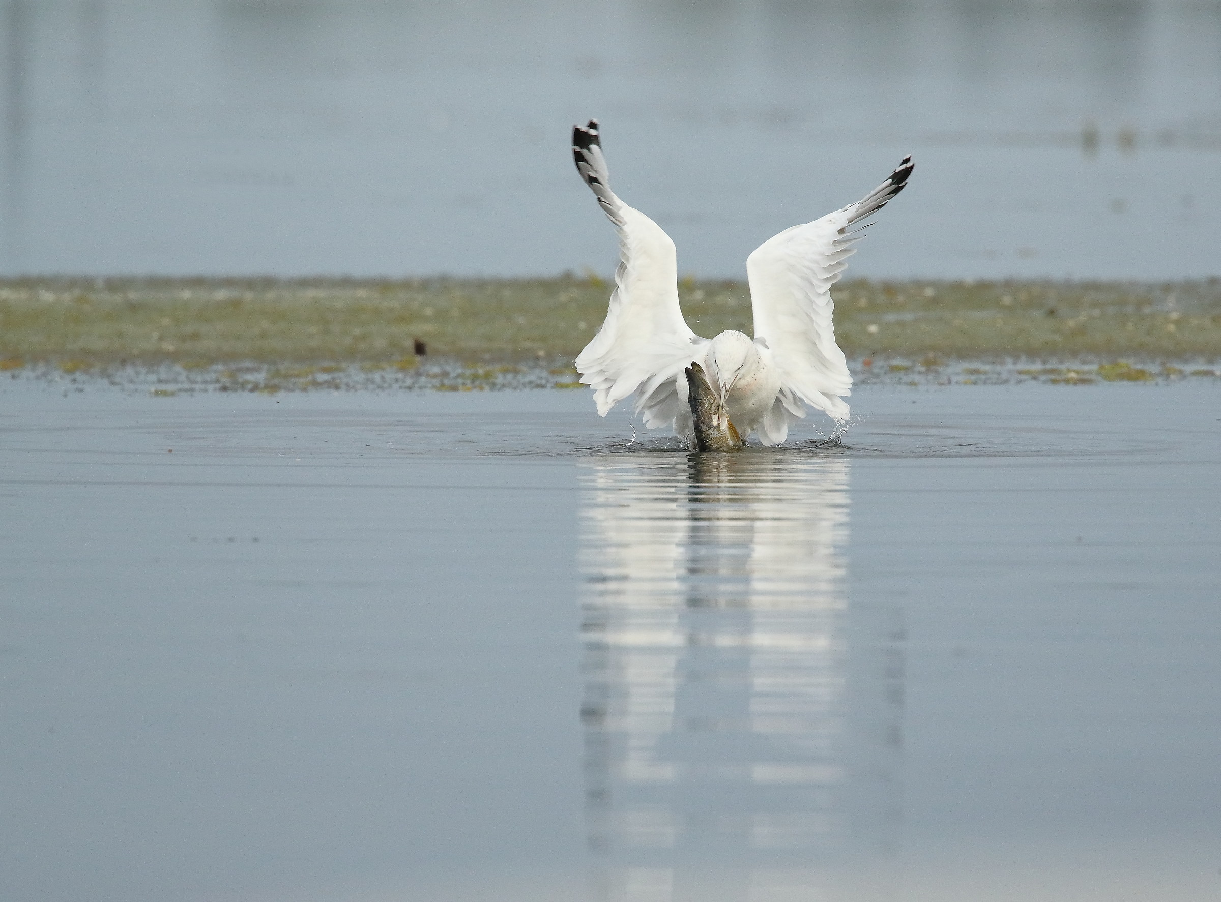 Gull with pike