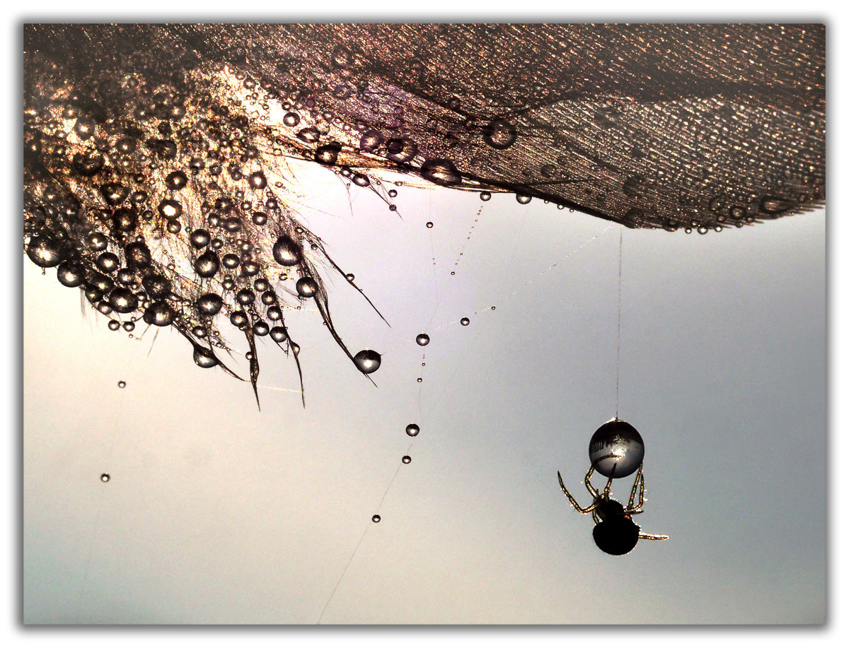 Drops with spider
