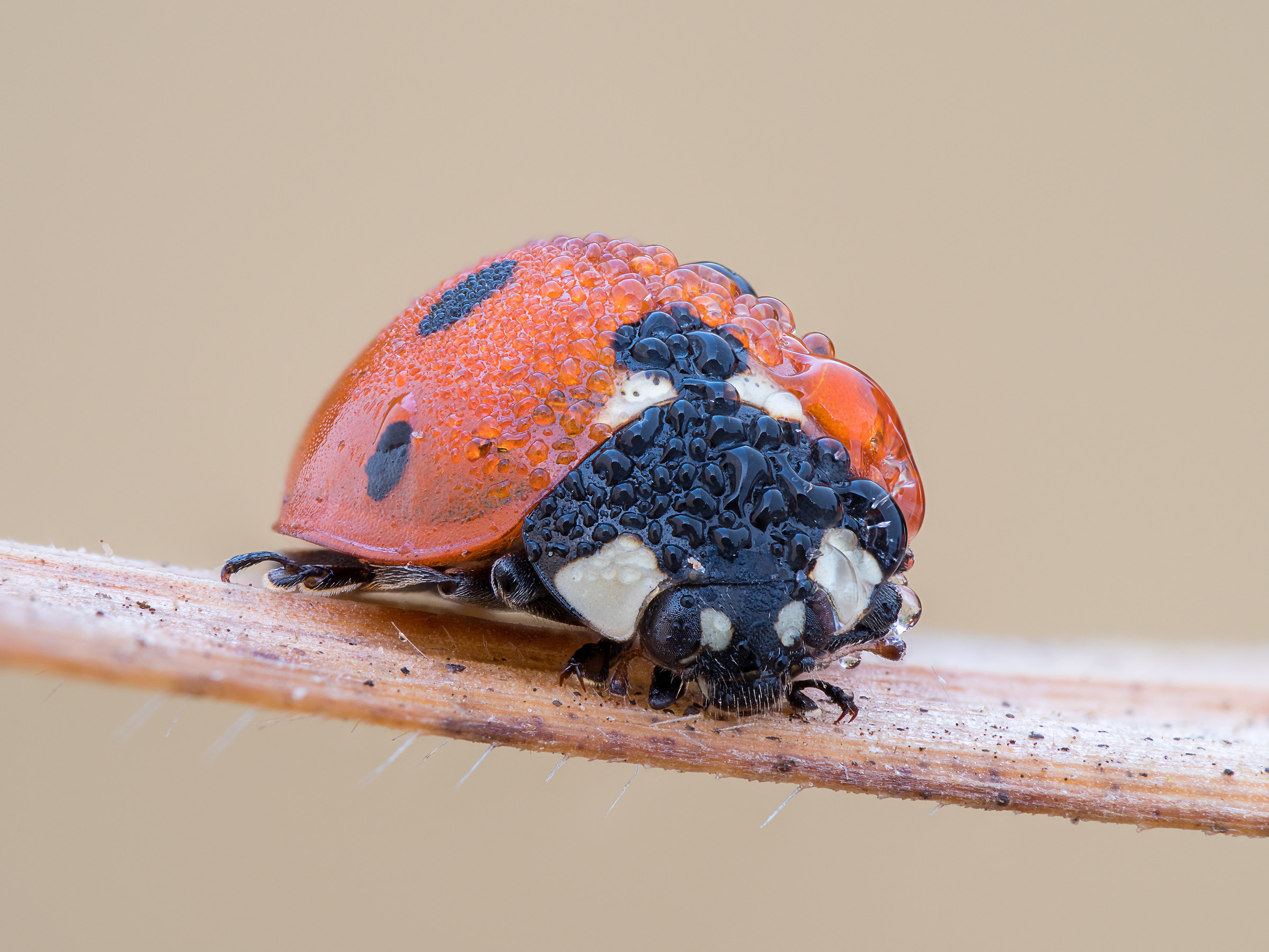 Coccinella septempunctata