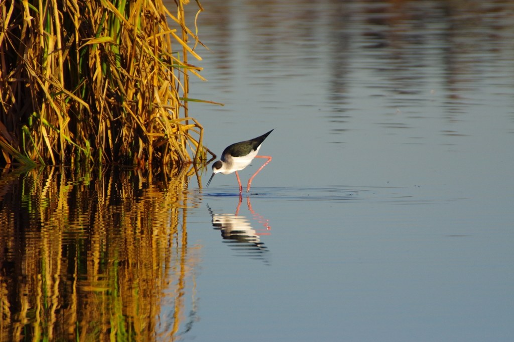 Cavaliere d'Italia (Himantopus himantopus)
