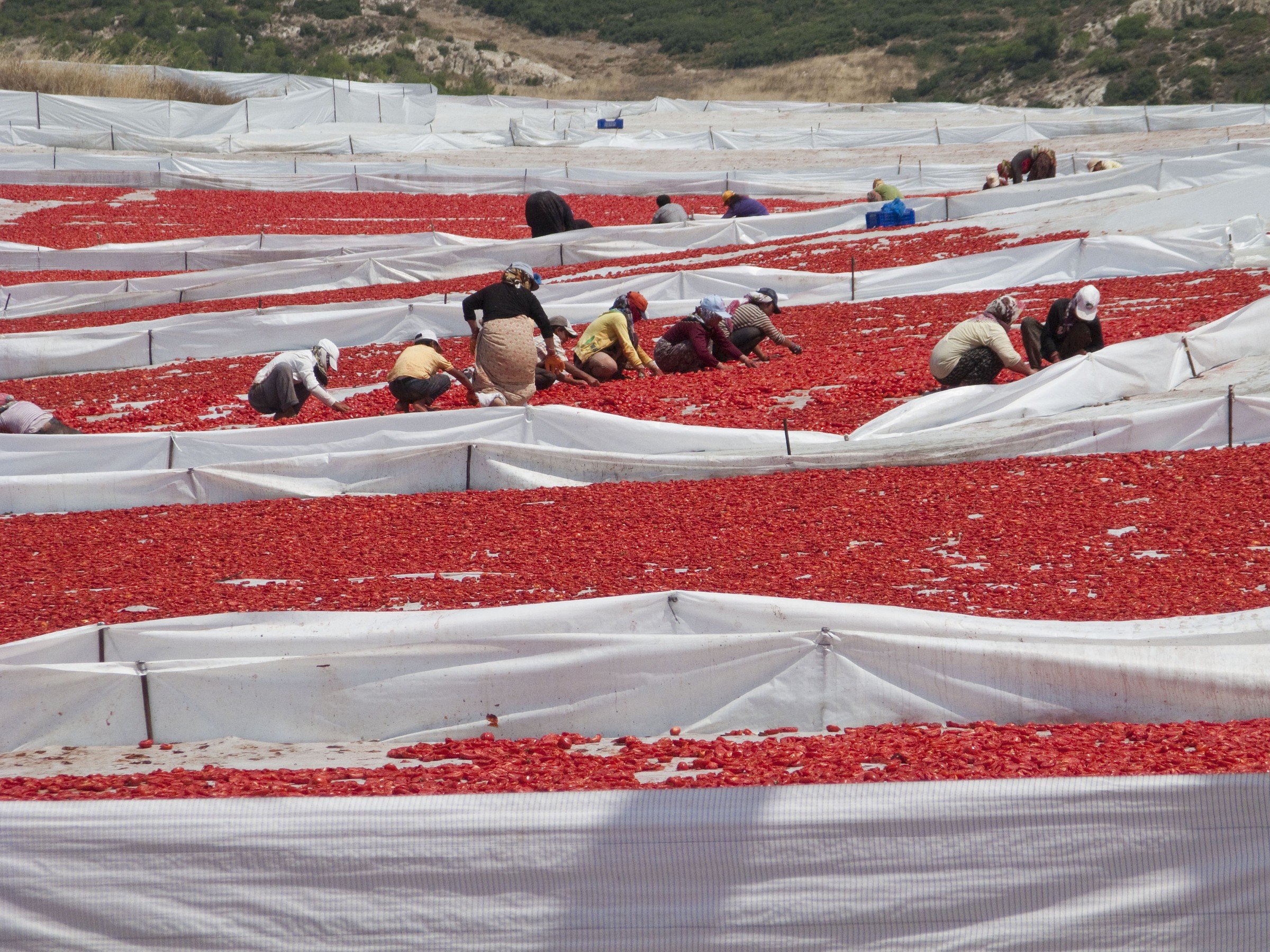 Raccolta pomodori turchia