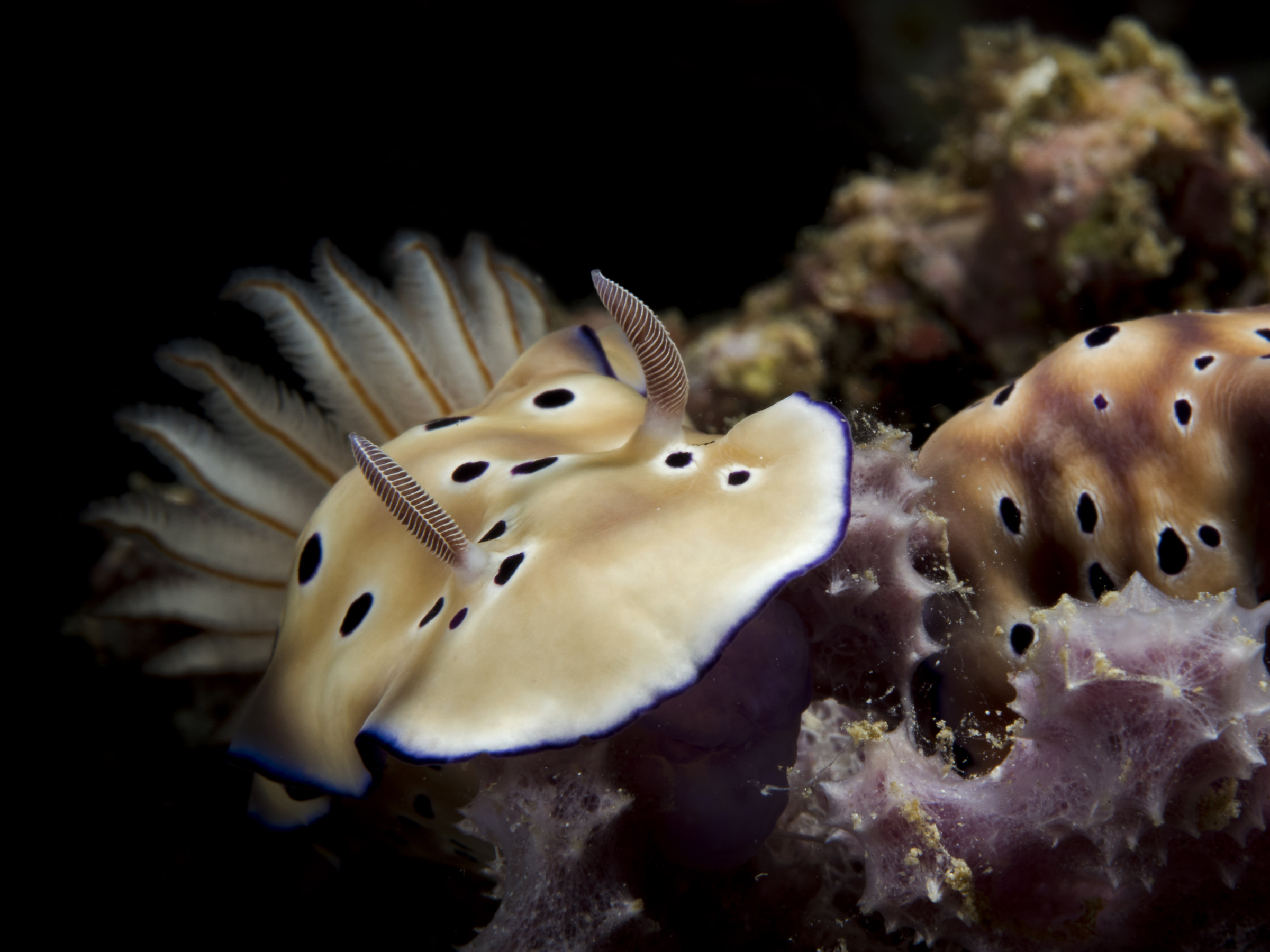 Goniobranchus kuniei