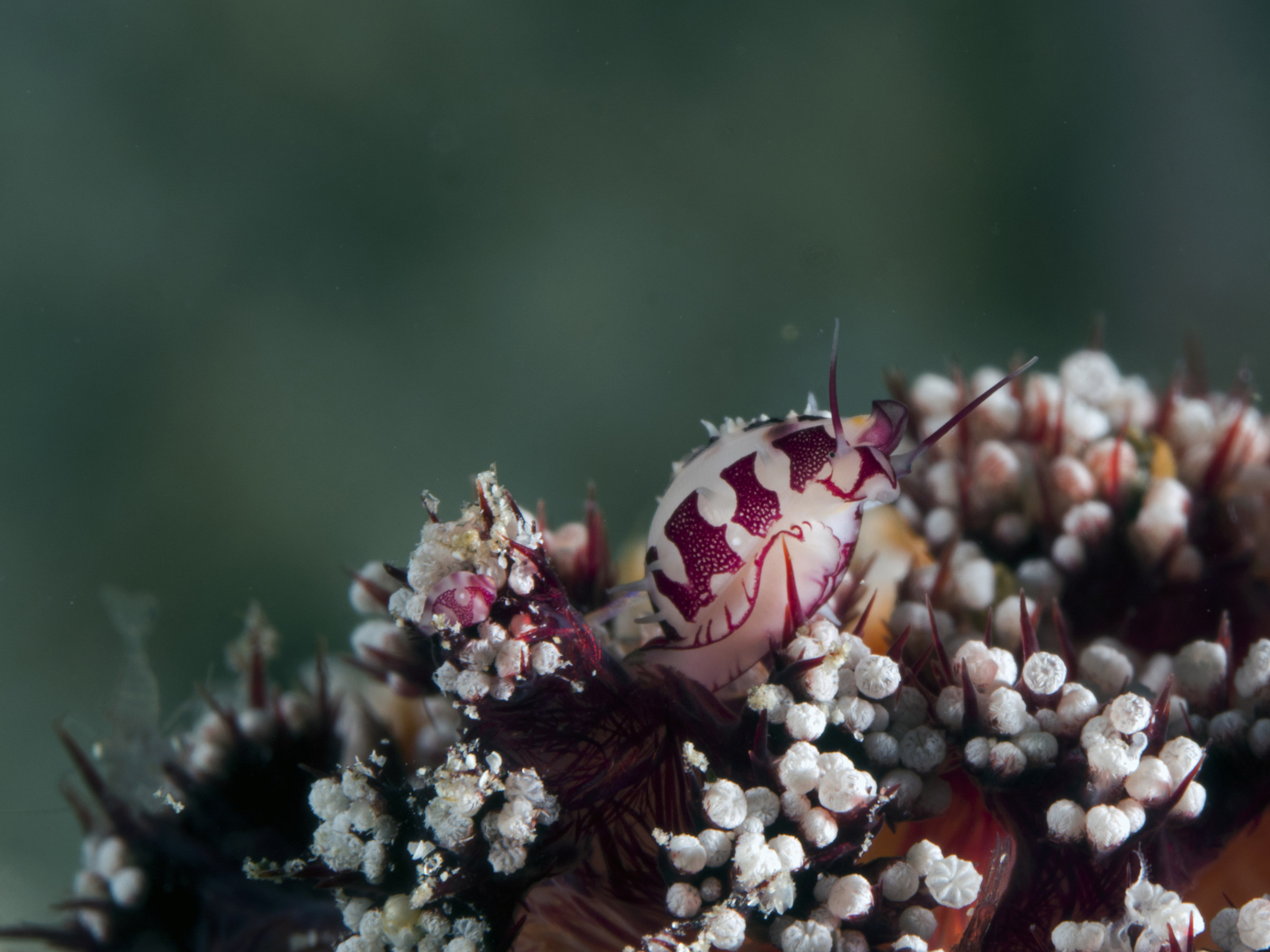 Primovula roseomaculata